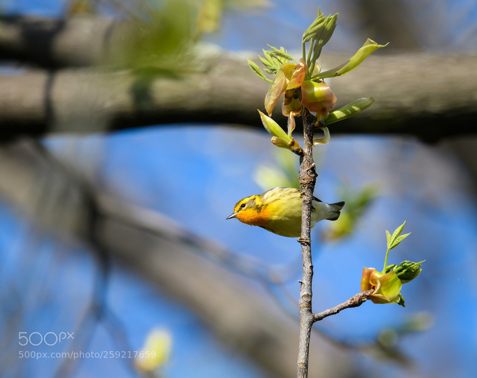 Nikon D850 sample photo. Blackburnian warbler looks around photography