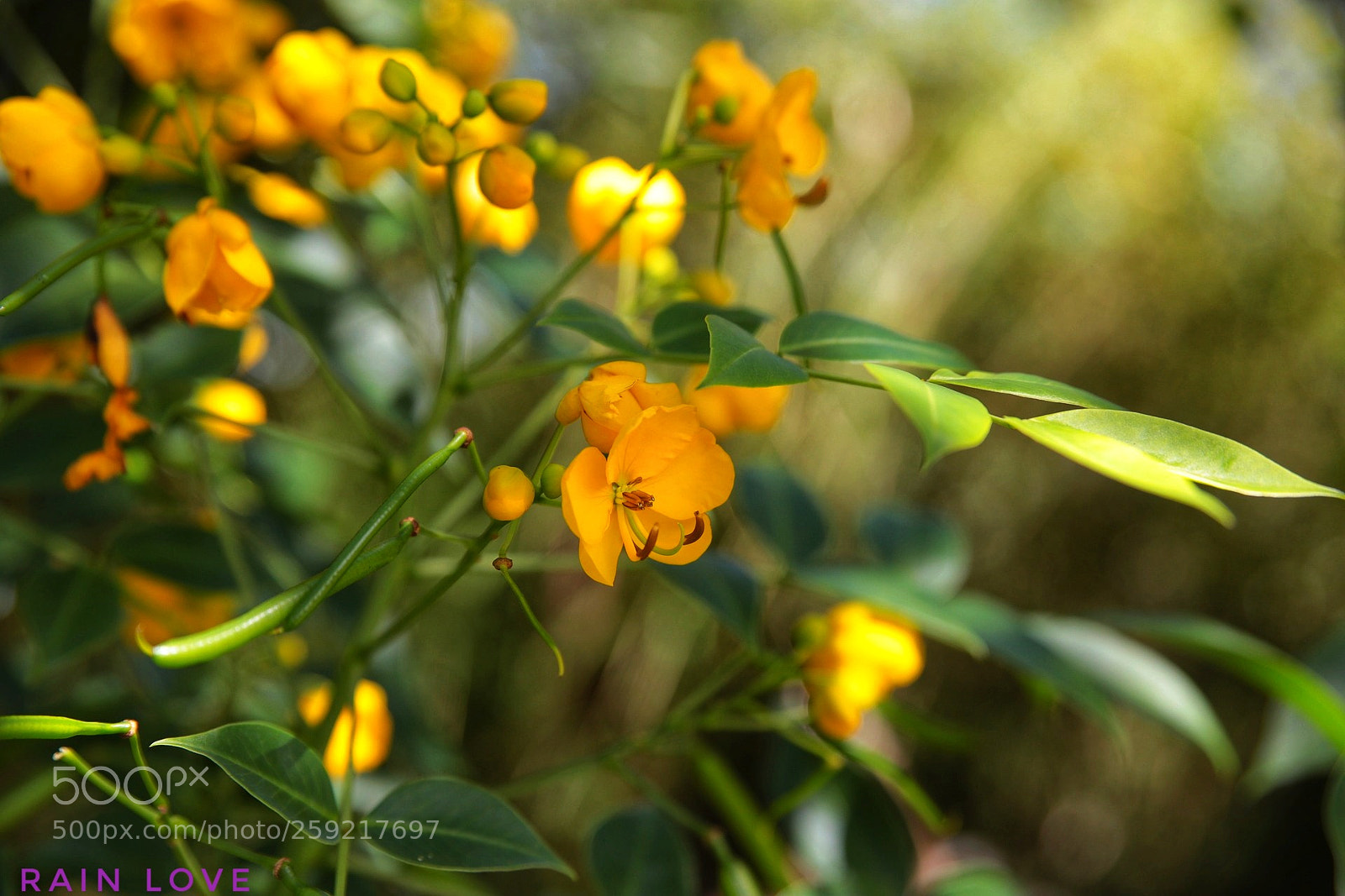 Canon EOS 6D sample photo. Yellow flower. photography