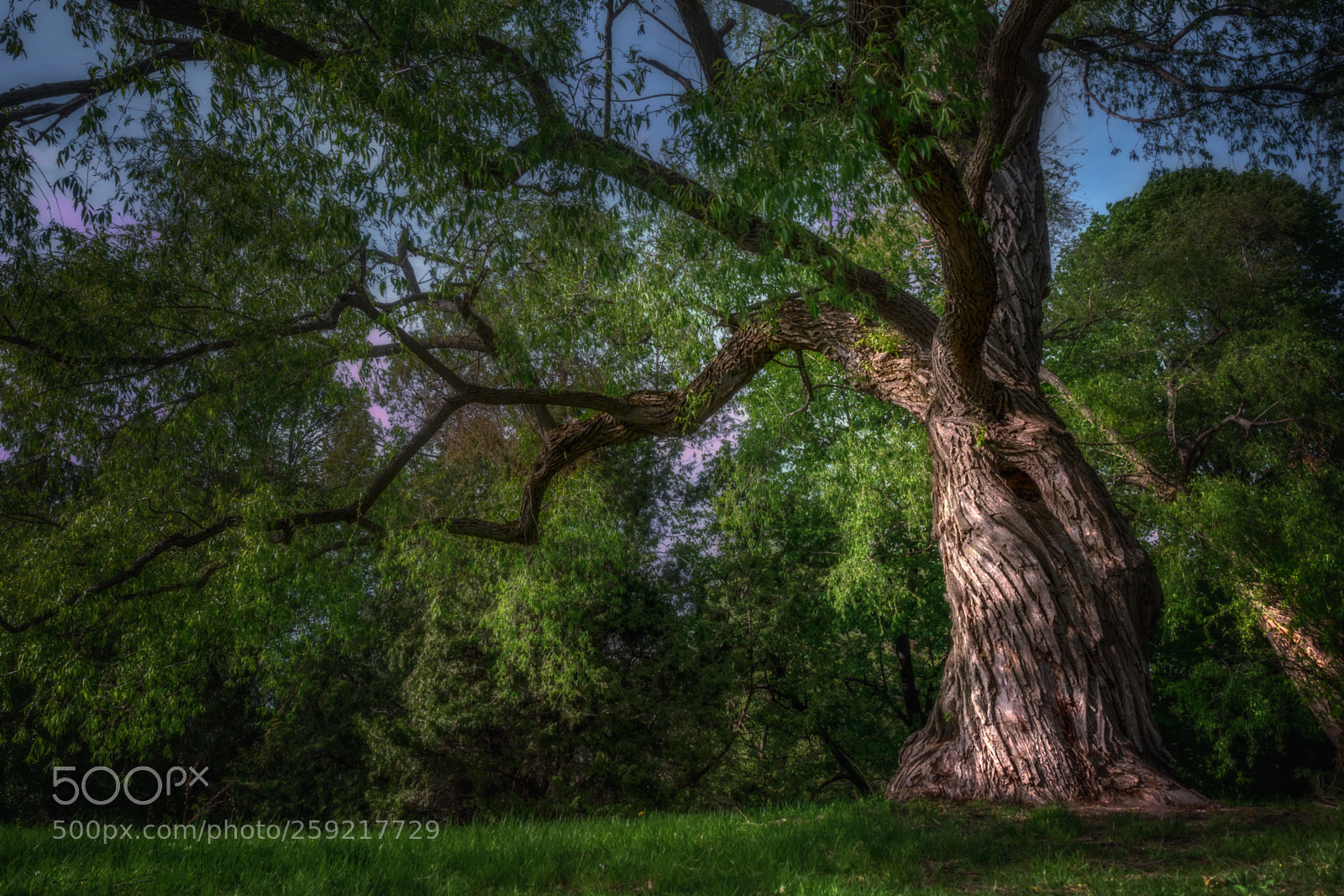 Olympus OM-D E-M1 sample photo. The old tree photography