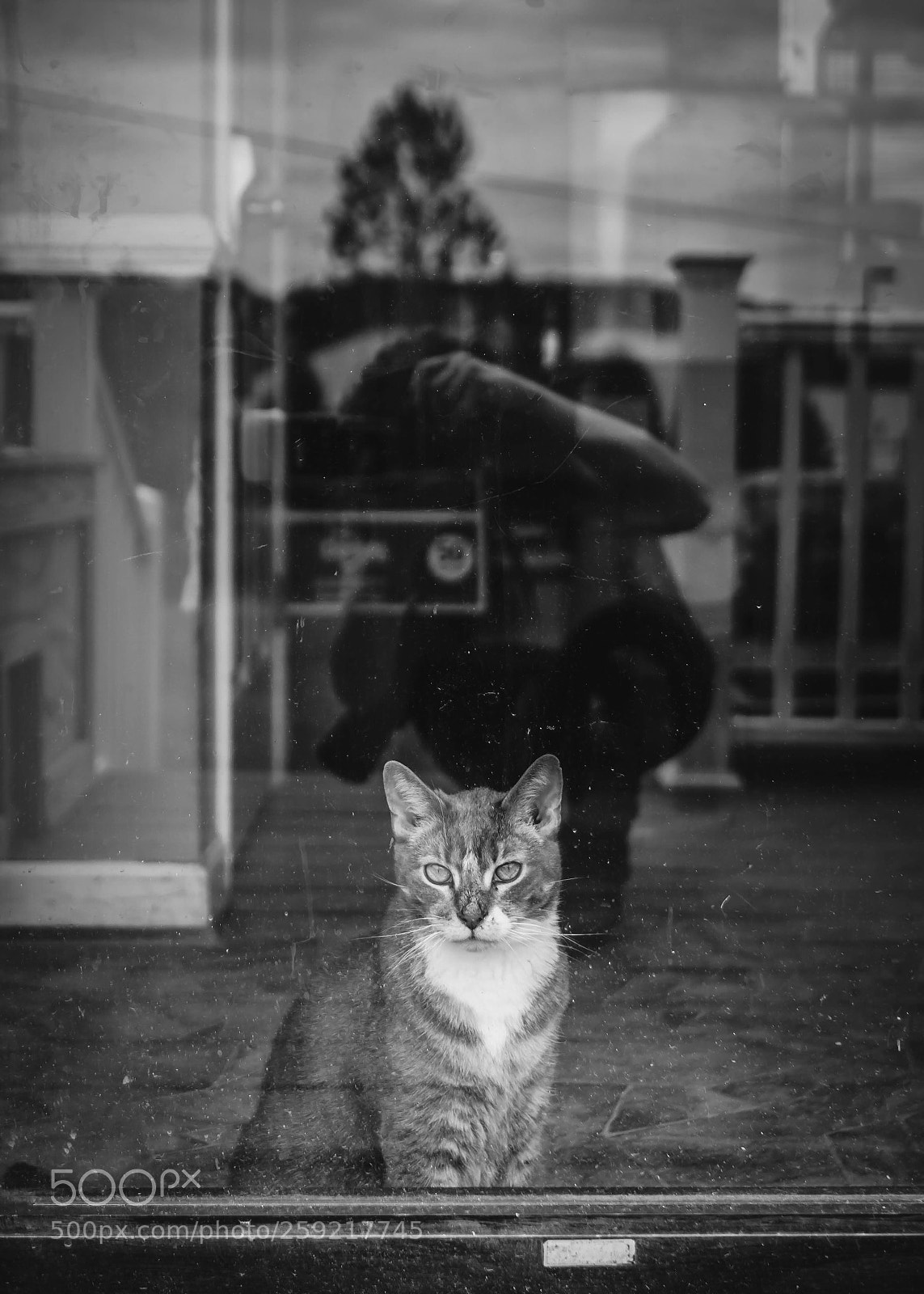 Sony a6000 sample photo. Shelter cat photography