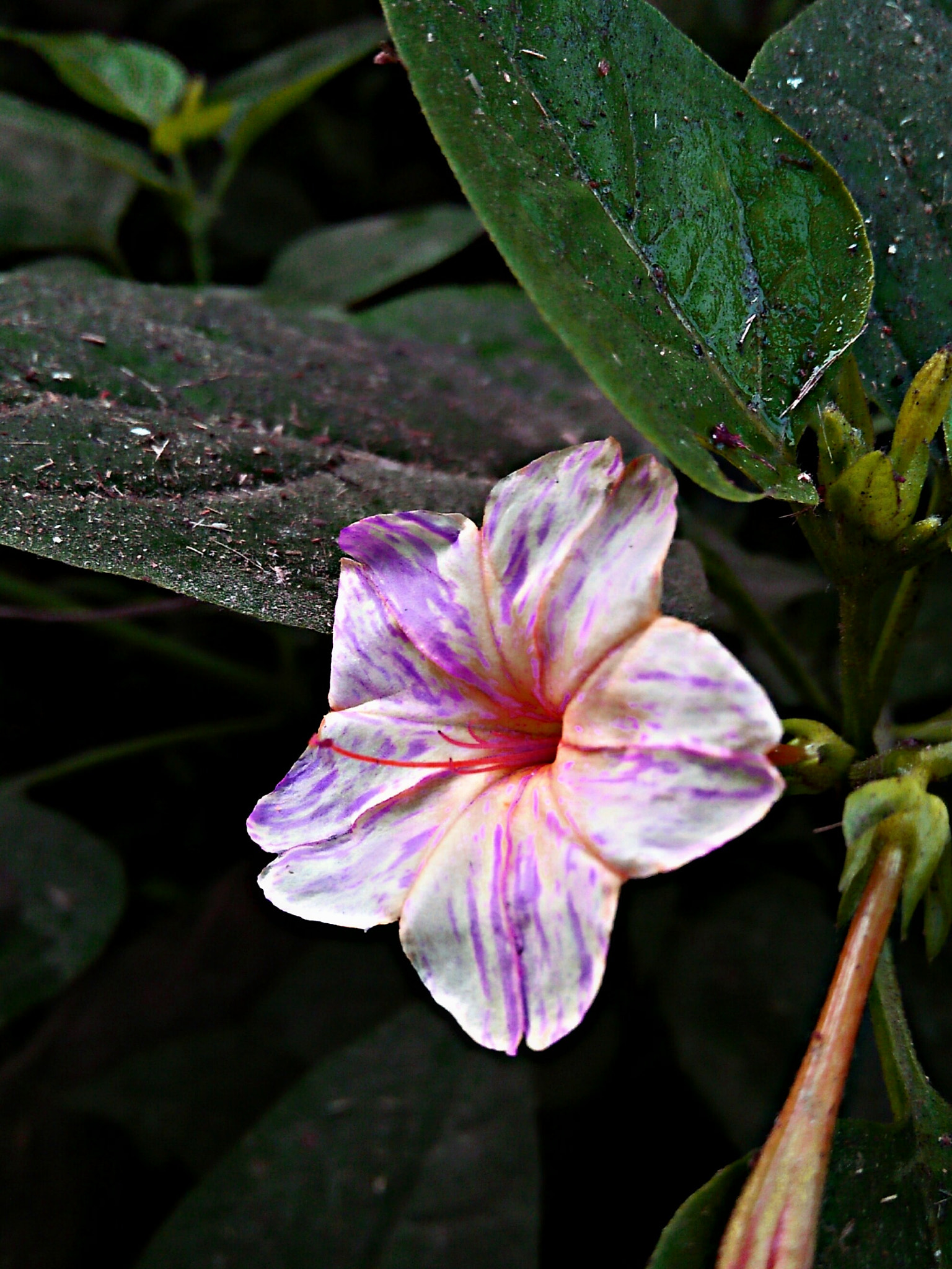 OPPO A37fw-International sample photo. @mirabilis_jalapa photography