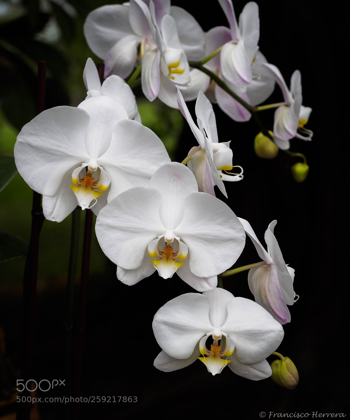 Olympus OM-D E-M1 sample photo. Moth orchid - phalaenopsis photography