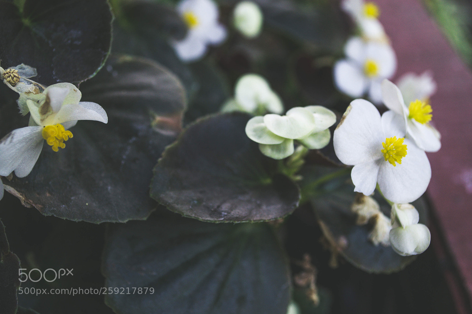 Nikon D3100 sample photo. Flor photography