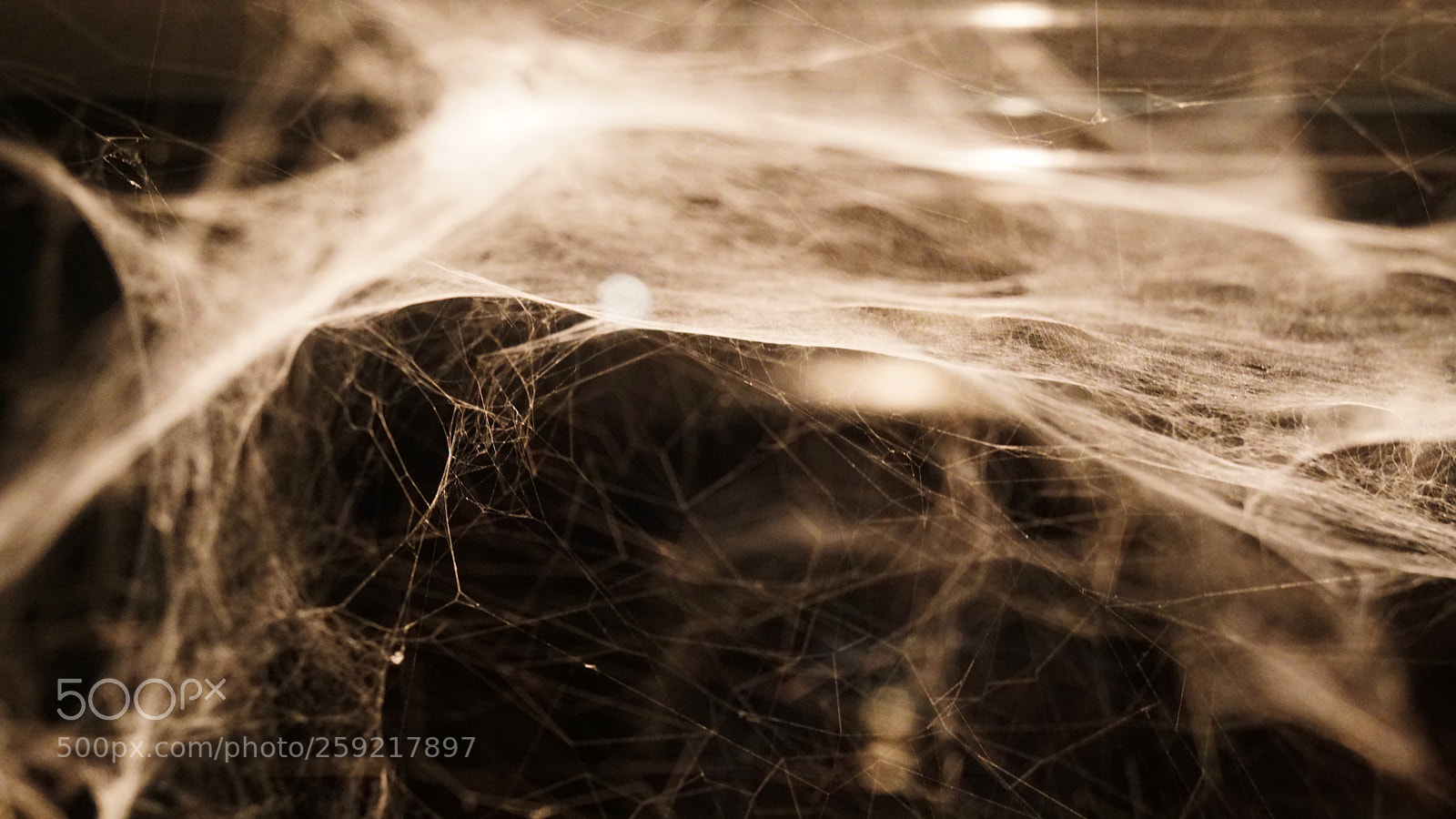 Sony a6300 sample photo. Spider web fabric photography