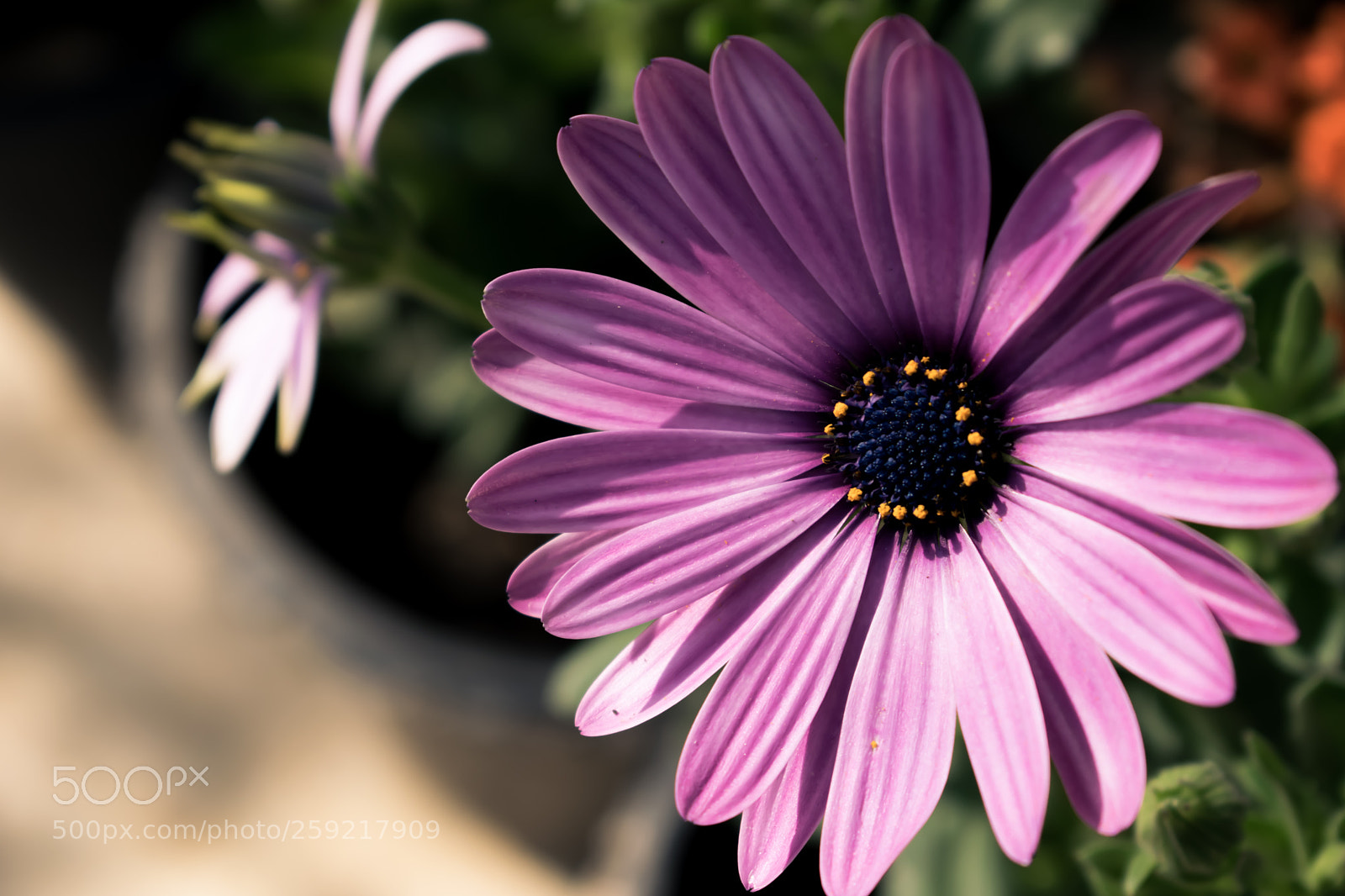 Nikon D5300 sample photo. Beauty in flowers viii photography