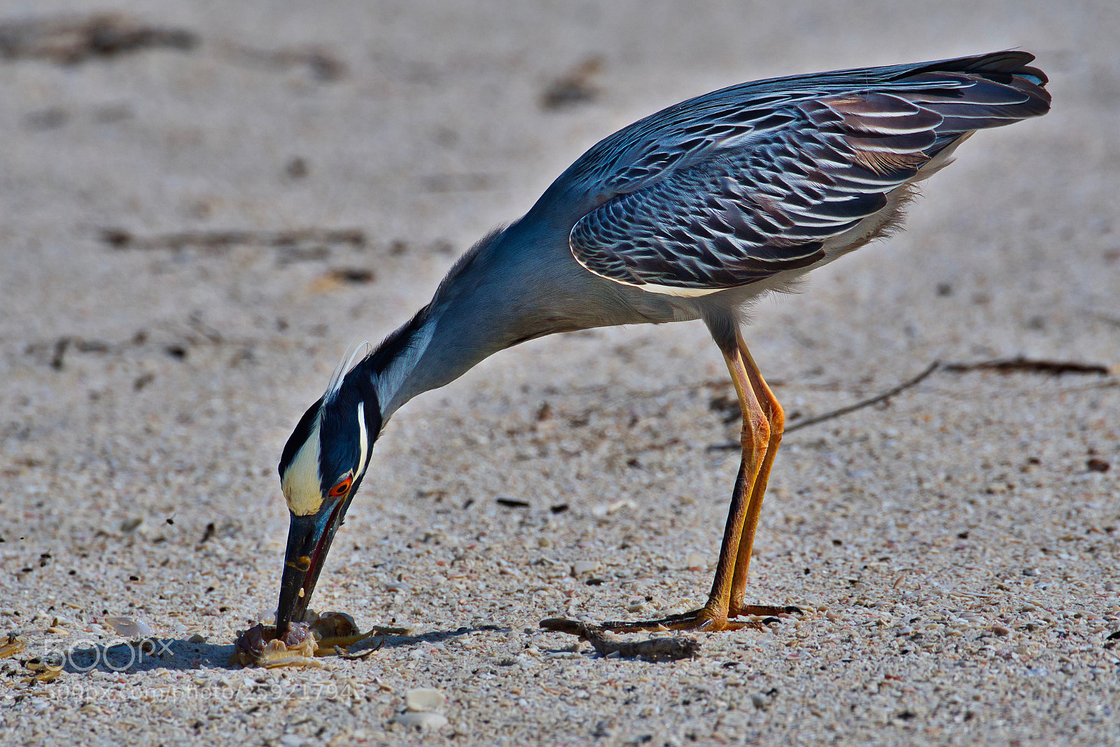 Nikon D500 sample photo. Night heron photography