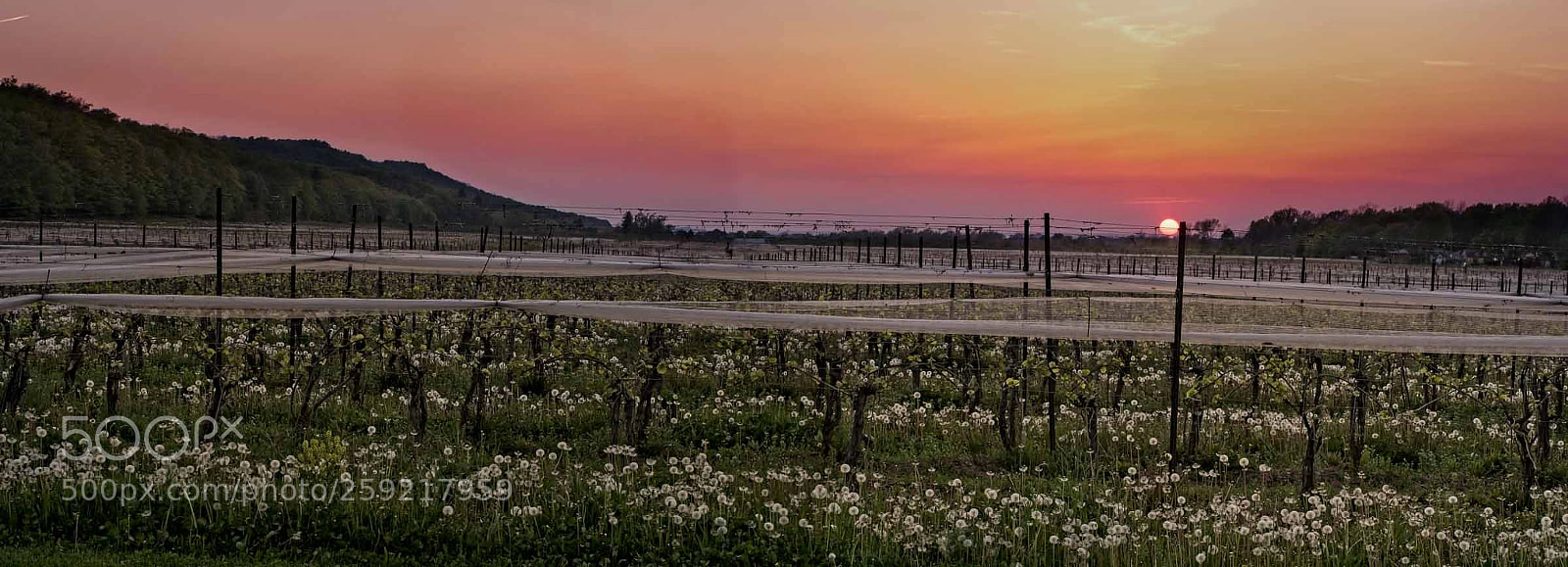Sony a6000 sample photo. Vineyard under the escarpment photography