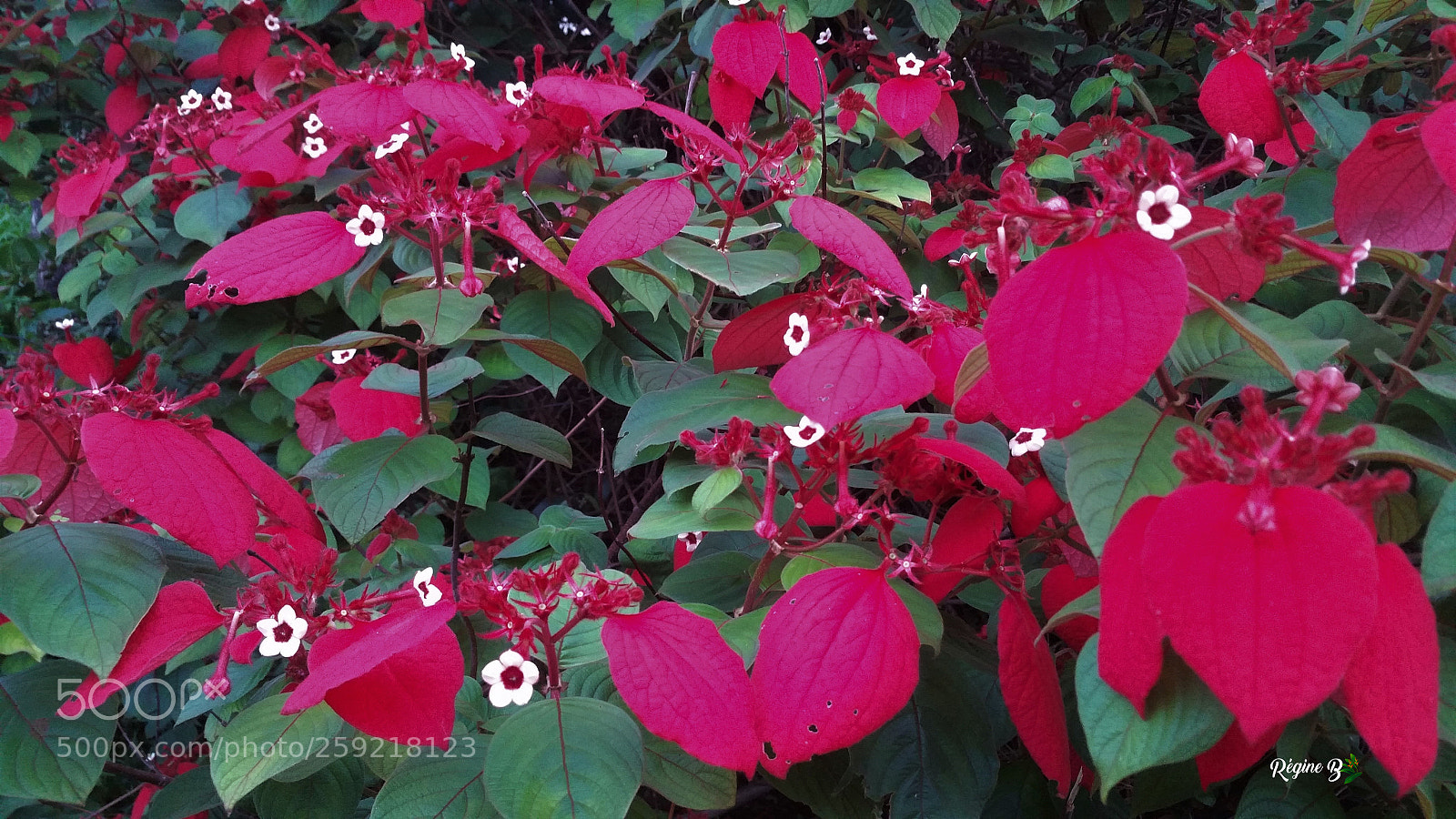 Samsung Galaxy Note4 sample photo. Flowers or leaves ? photography
