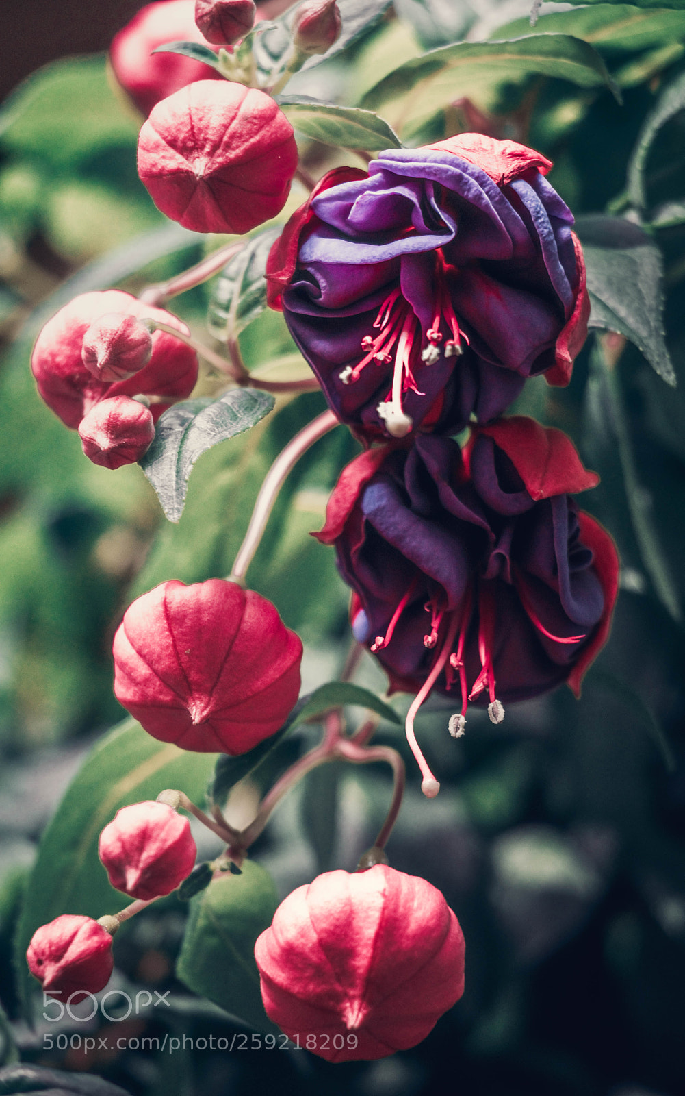 Canon EOS 80D sample photo. Flower photography