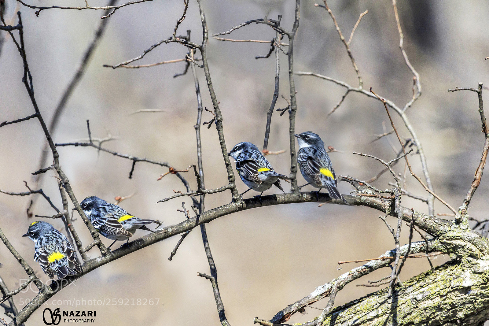 Canon EOS 7D Mark II sample photo. Blue birds photography