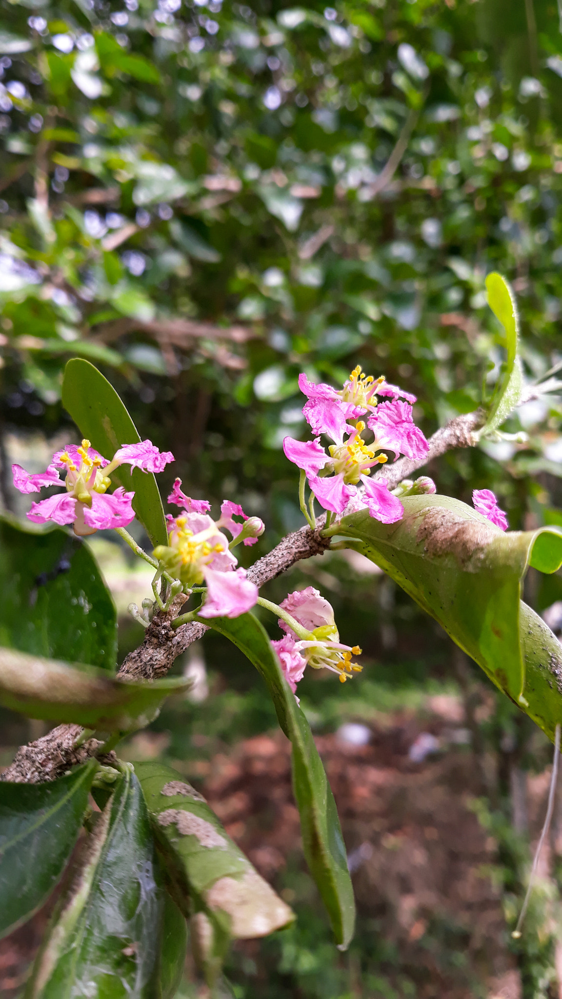 Samsung Galaxy J5 Pro sample photo