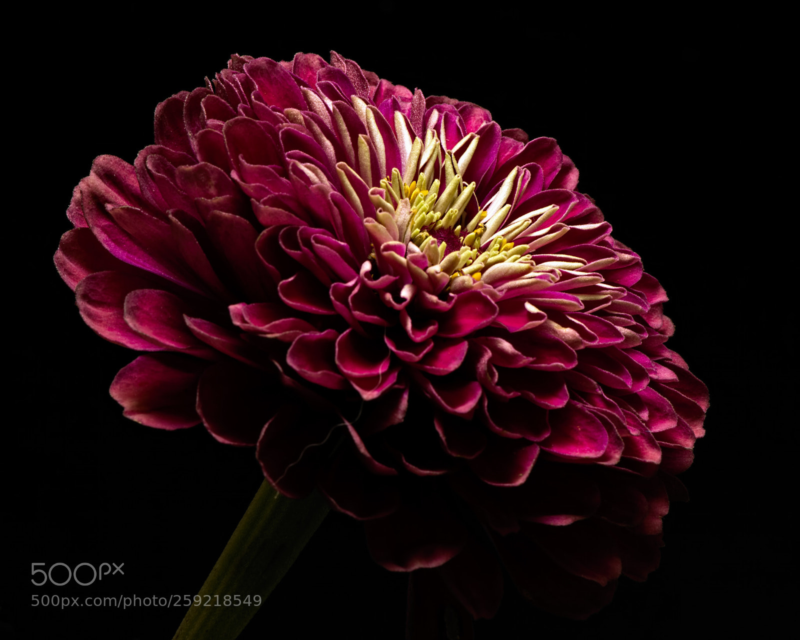 Nikon D810 sample photo. Purple zinnia 0805 photography