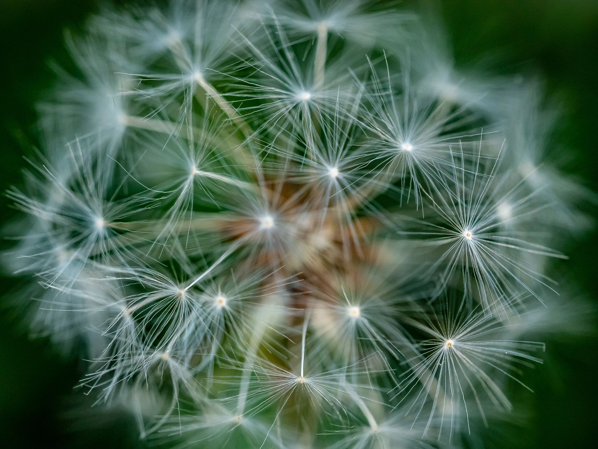 Panasonic Lumix DMC-G85 (Lumix DMC-G80) sample photo. Glory of the dandelion photography