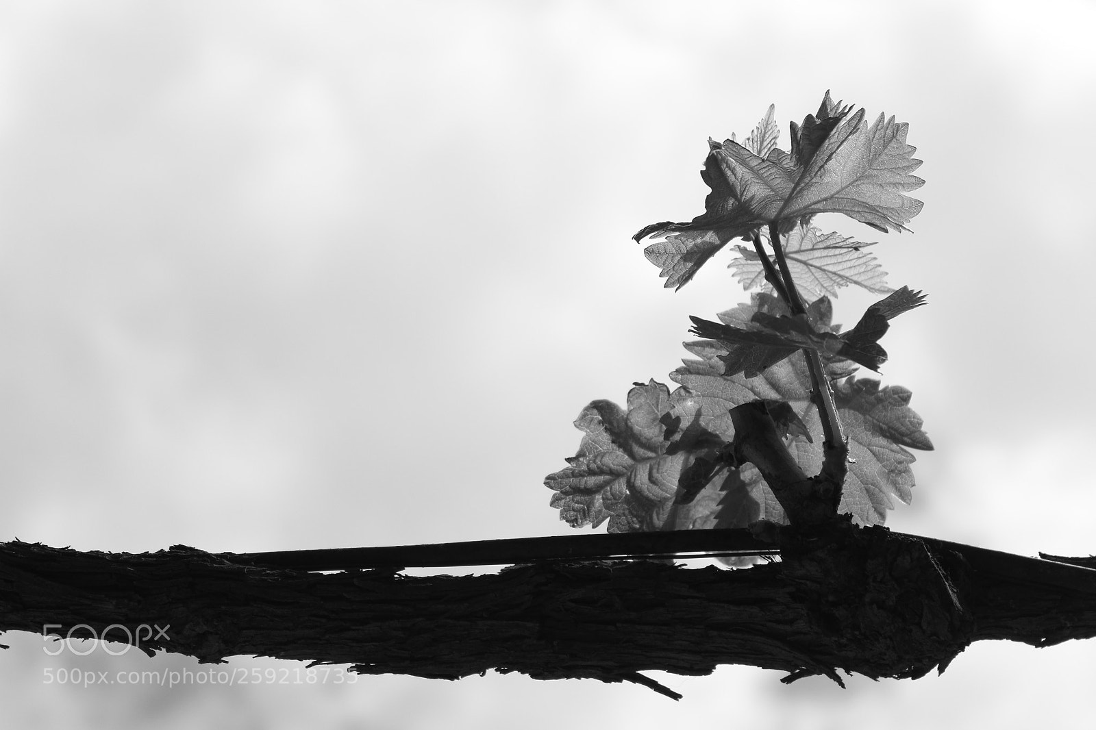 Canon EOS 600D (Rebel EOS T3i / EOS Kiss X5) sample photo. Vineyard photography