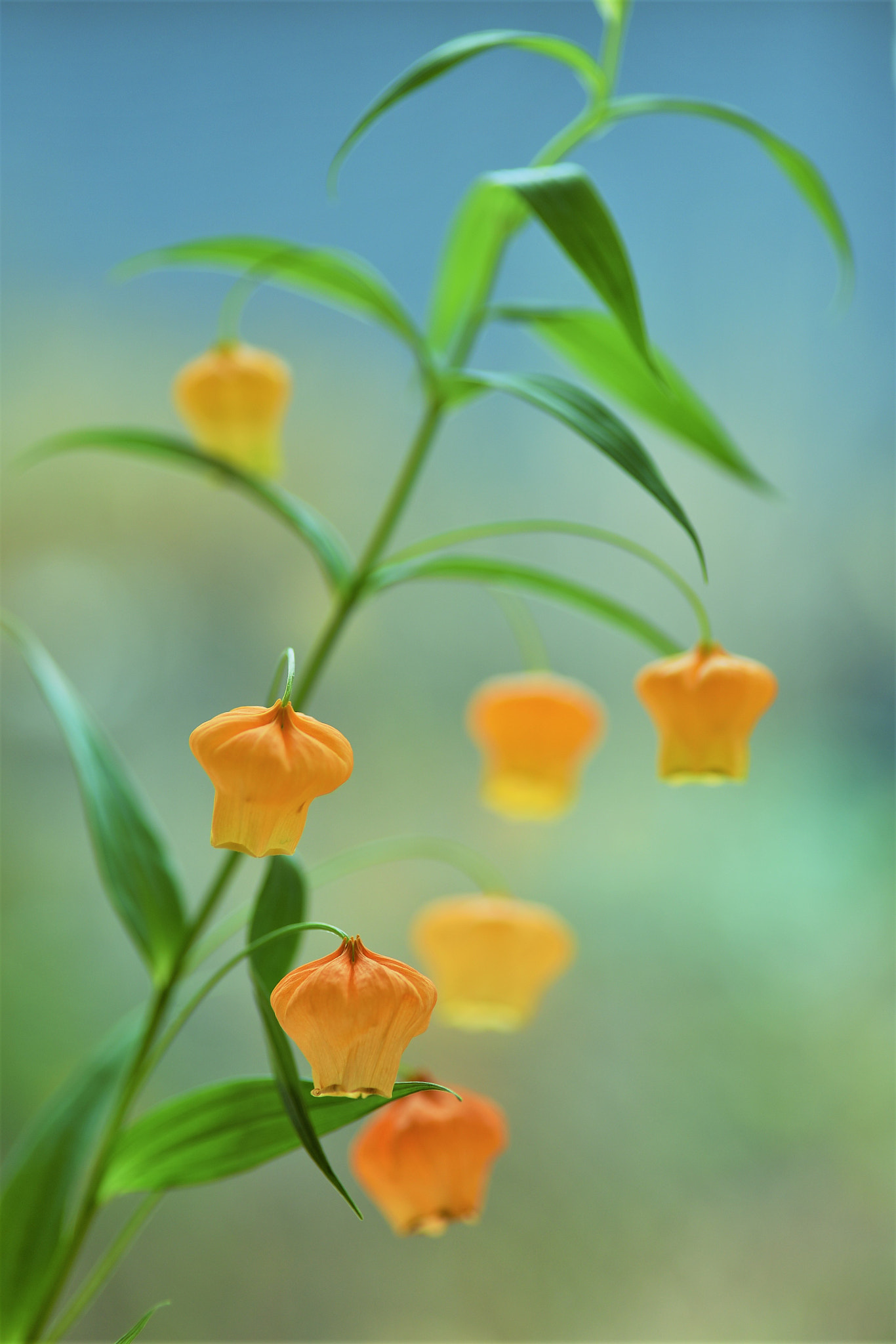 Nikon D750 sample photo. Fairy lamp♪ photography