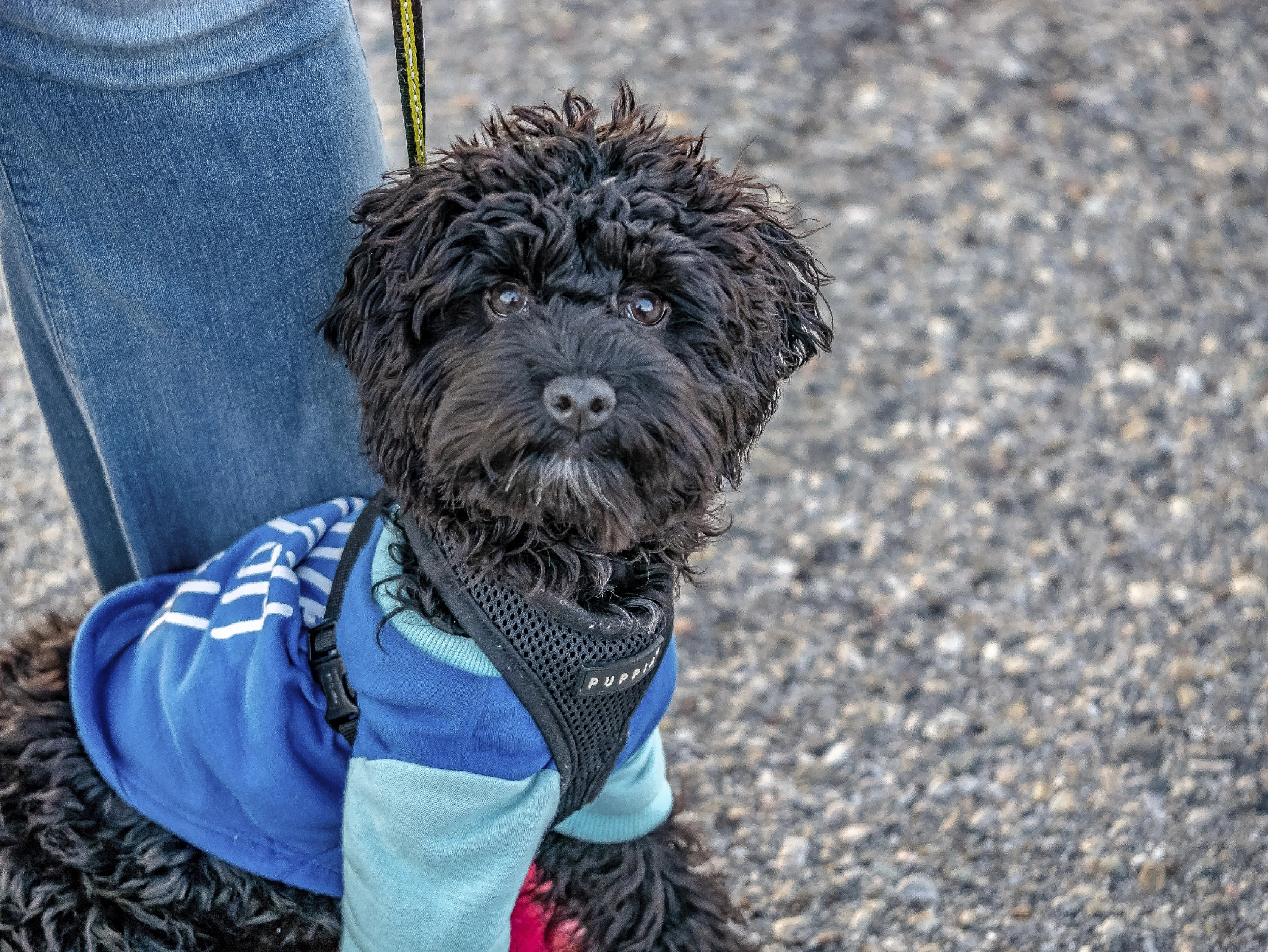 Panasonic Lumix DMC-G85 (Lumix DMC-G80) sample photo. Pooch portrait photography