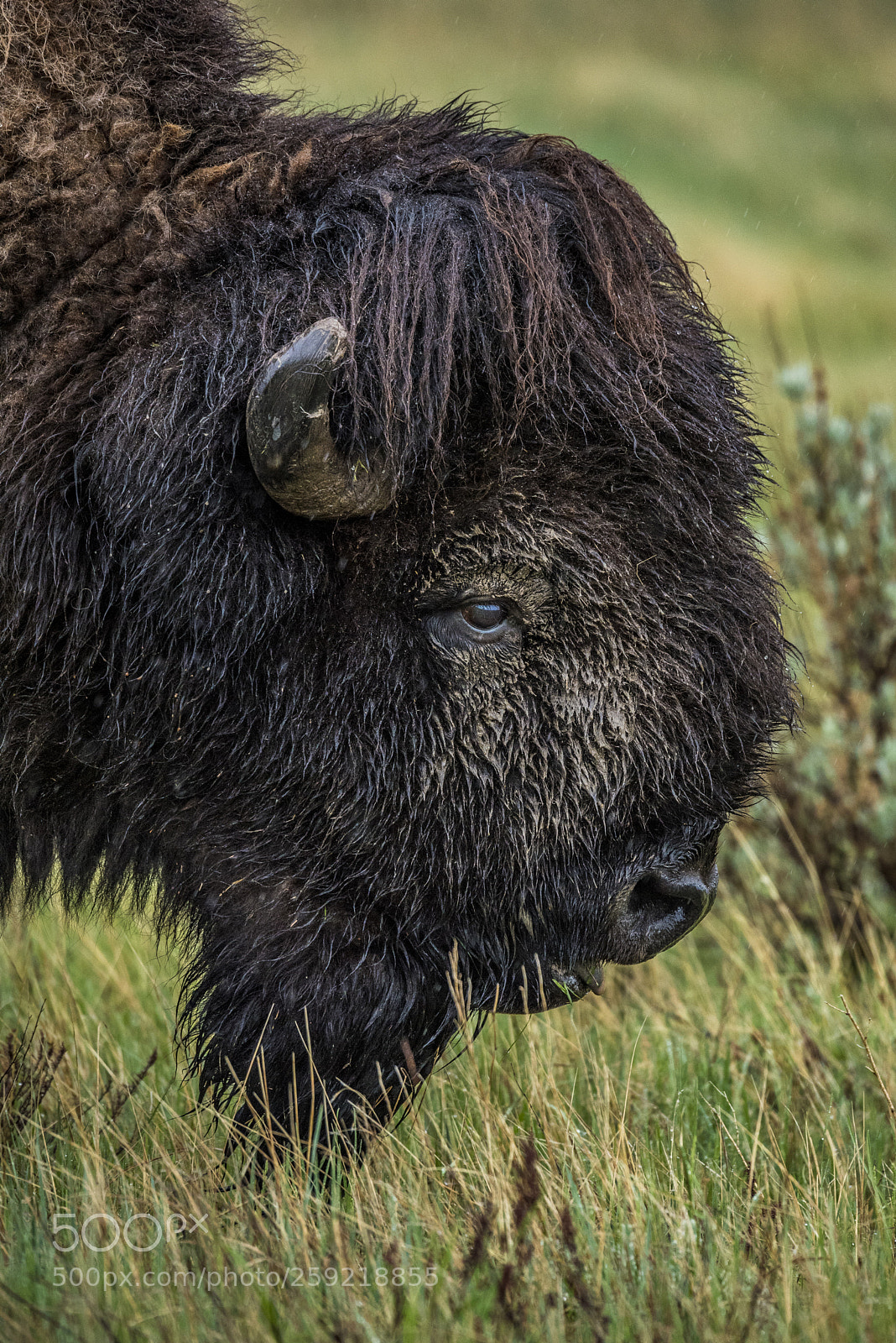 Nikon D750 sample photo. Rainy day bull photography