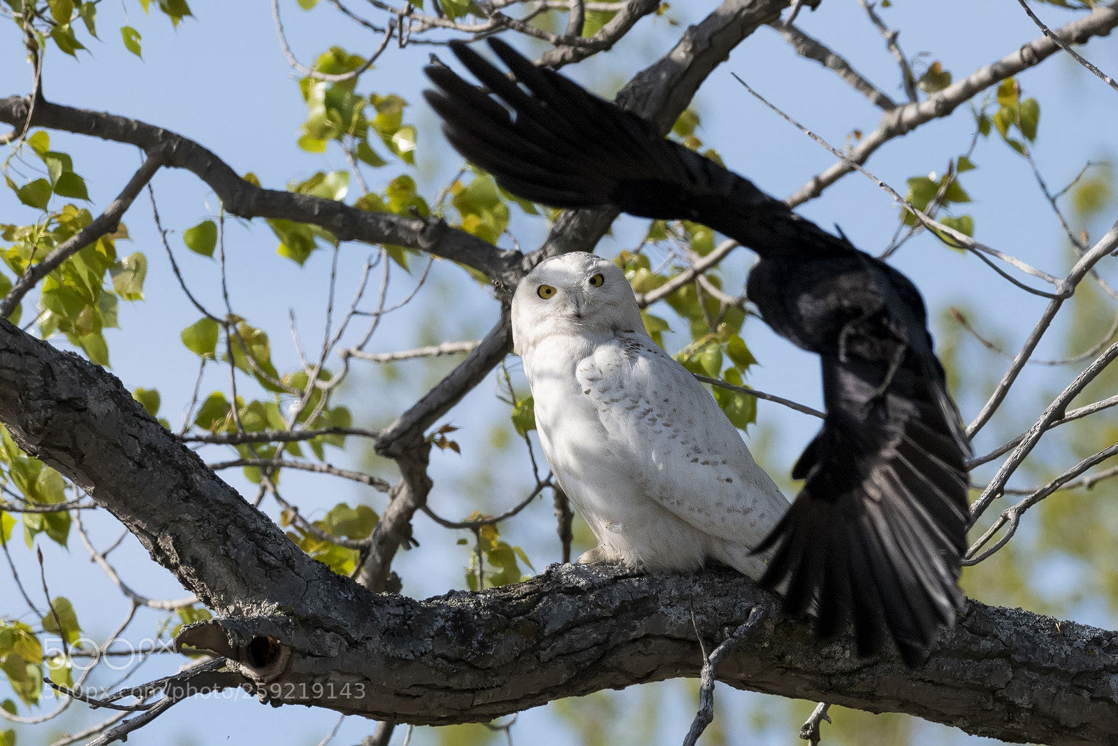 Nikon D850 sample photo. Crow chasing snowy owl photography