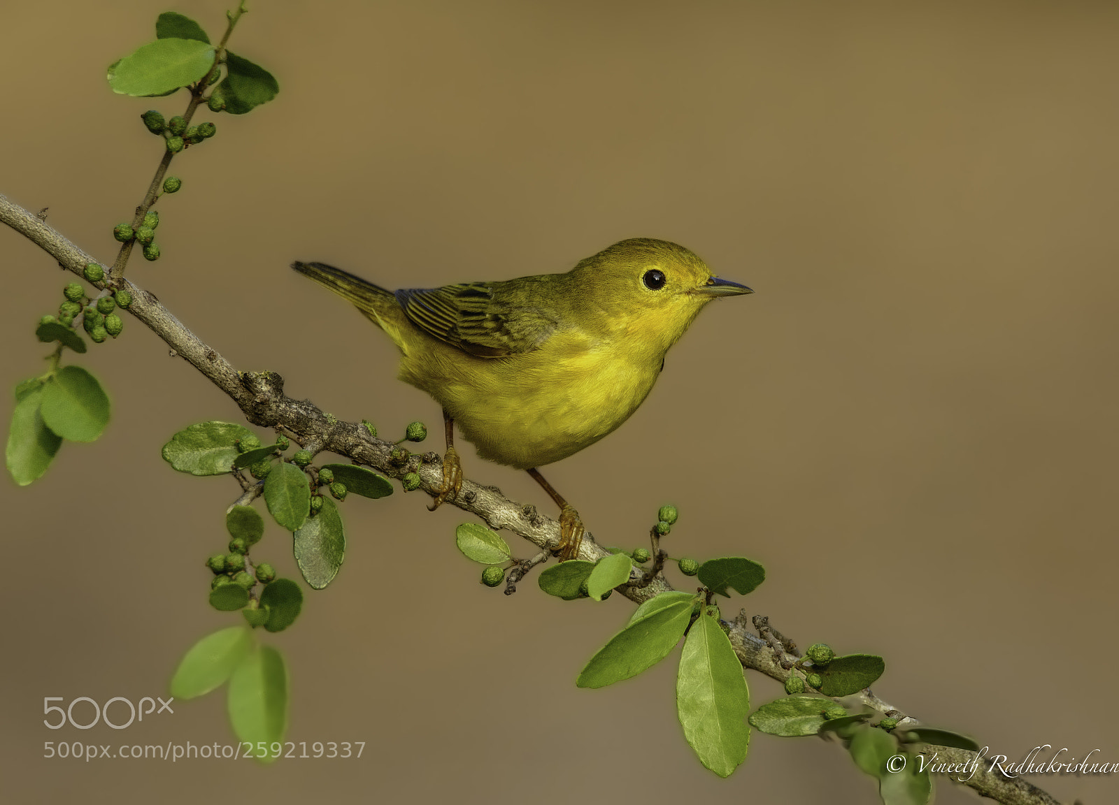 Nikon D7100 sample photo. Yellow warbler photography