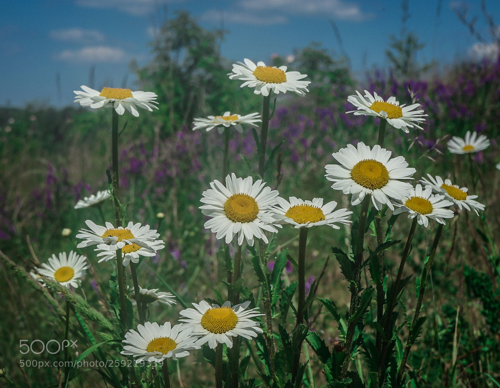 Sony a7 II sample photo. Untitled photography