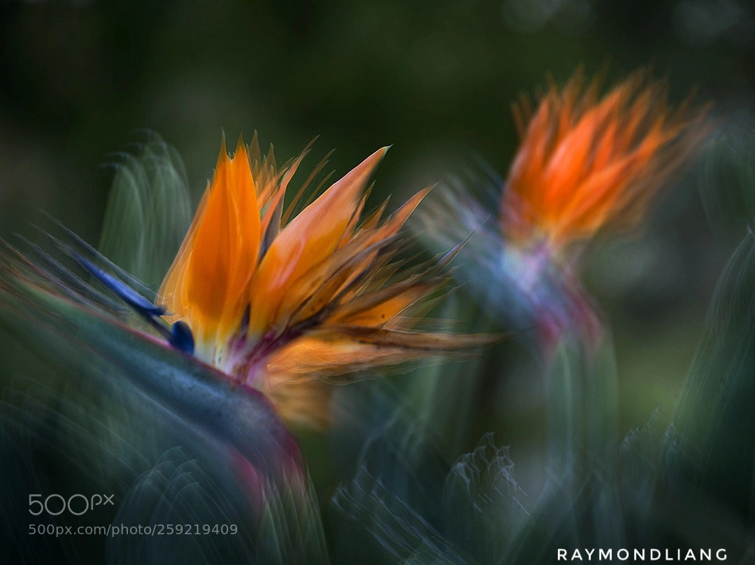 Nikon D800E sample photo. Untitled photography
