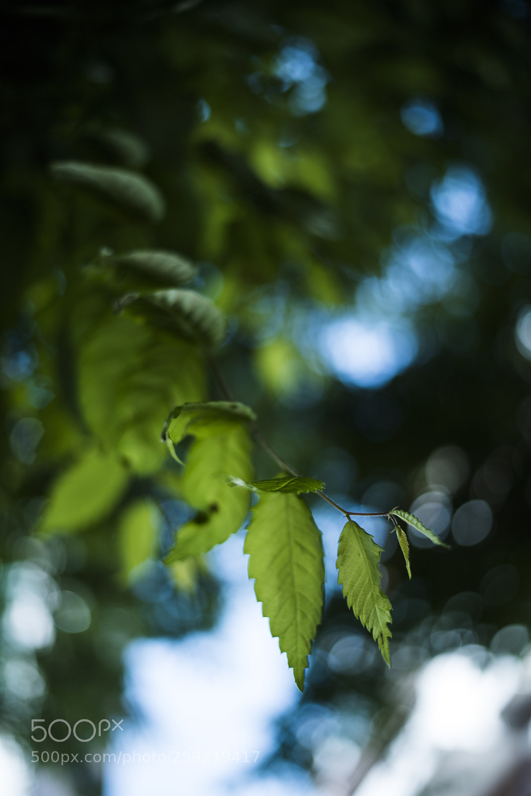 Nikon D810 sample photo. In a world   no.9 photography