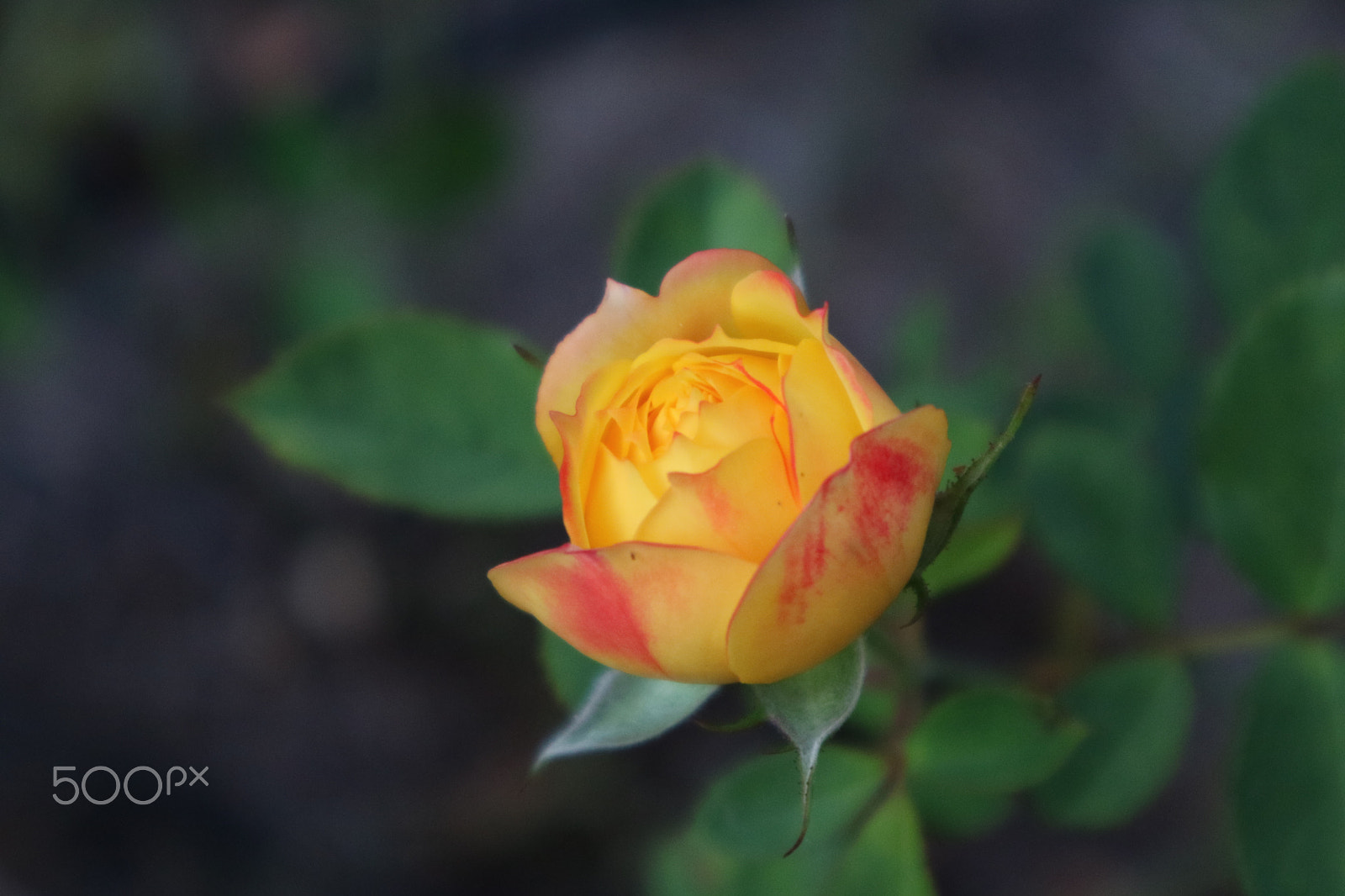 Canon EOS M3 sample photo. Flower [1] photography