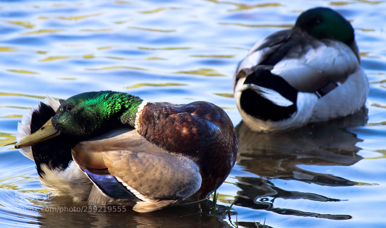 Canon EOS 1200D (EOS Rebel T5 / EOS Kiss X70 / EOS Hi) sample photo. Colvert photography