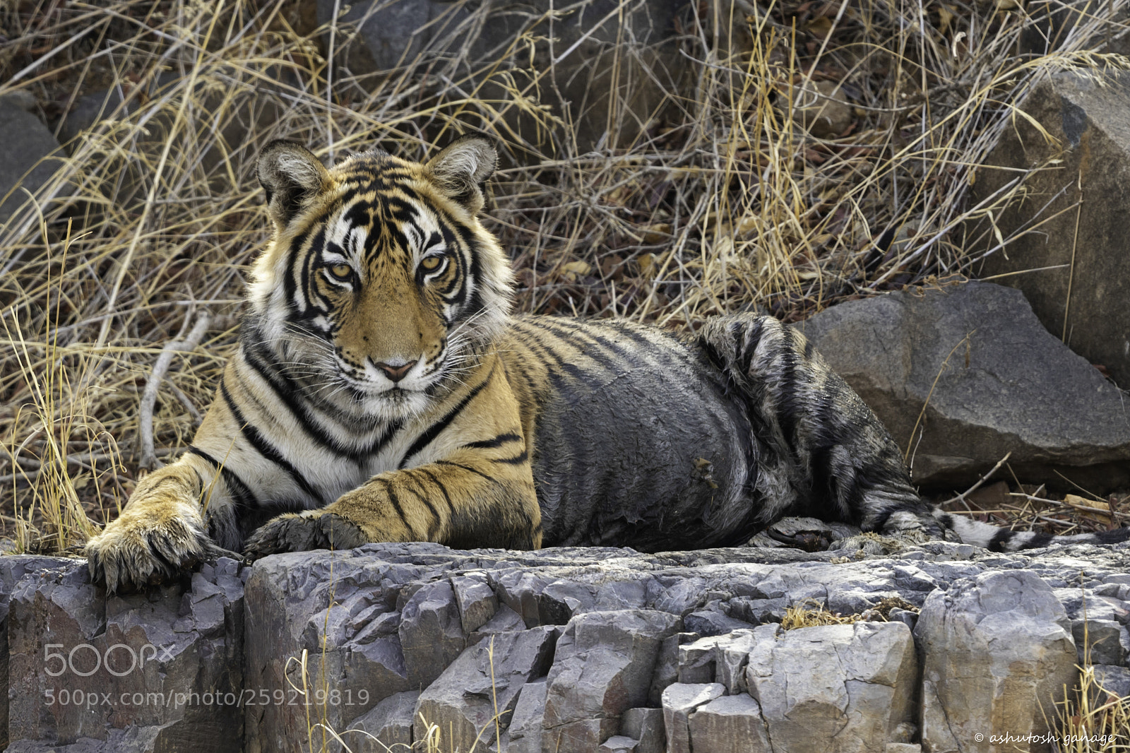 Canon EOS 7D Mark II sample photo. Tiger....... photography