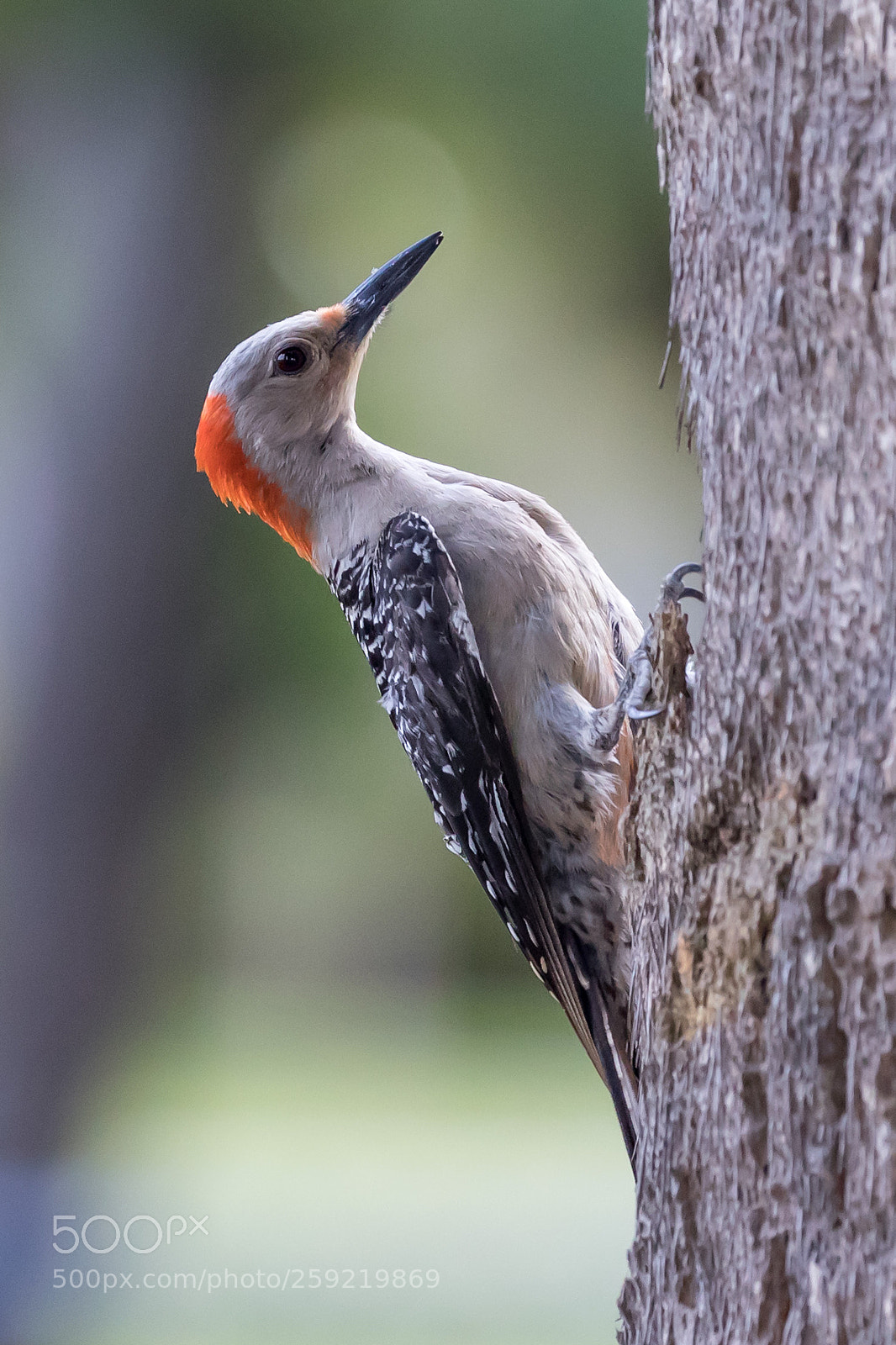 Canon EOS 5D Mark IV sample photo. Woodpecker photography