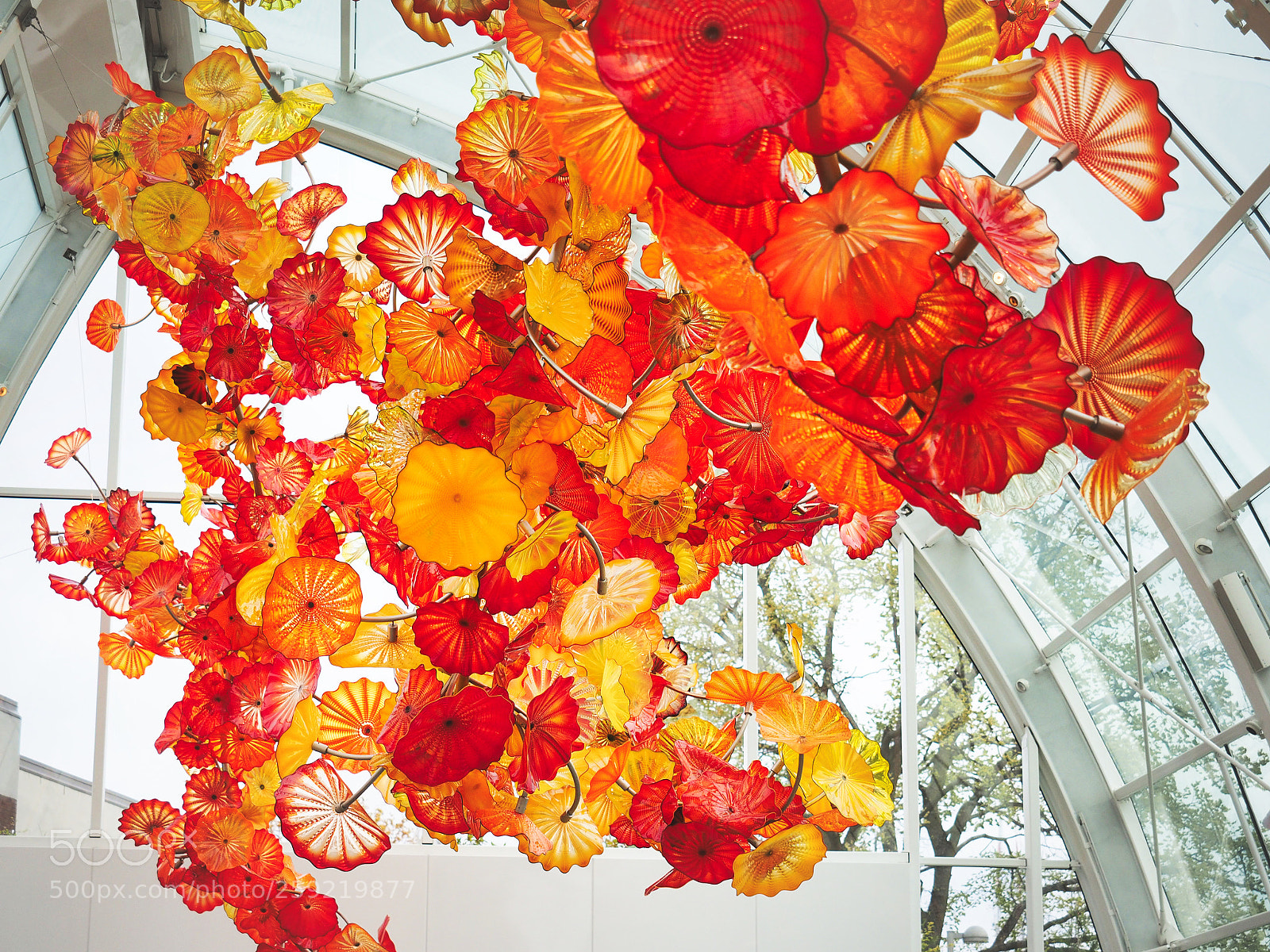 Olympus OM-D E-M1 sample photo. Fiery flowers photography