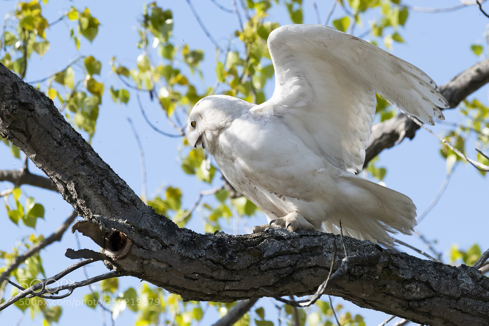 Nikon D850 sample photo. Snowy owl photography
