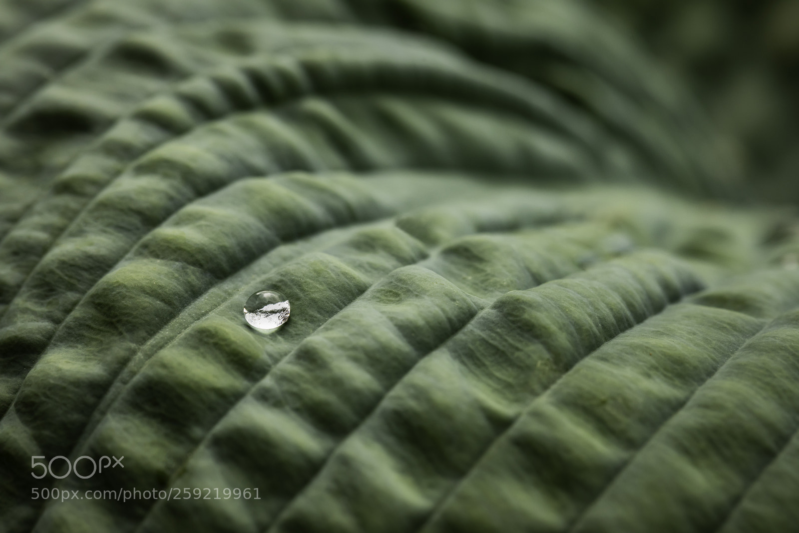 Canon EOS 5D Mark IV sample photo. Uno photography