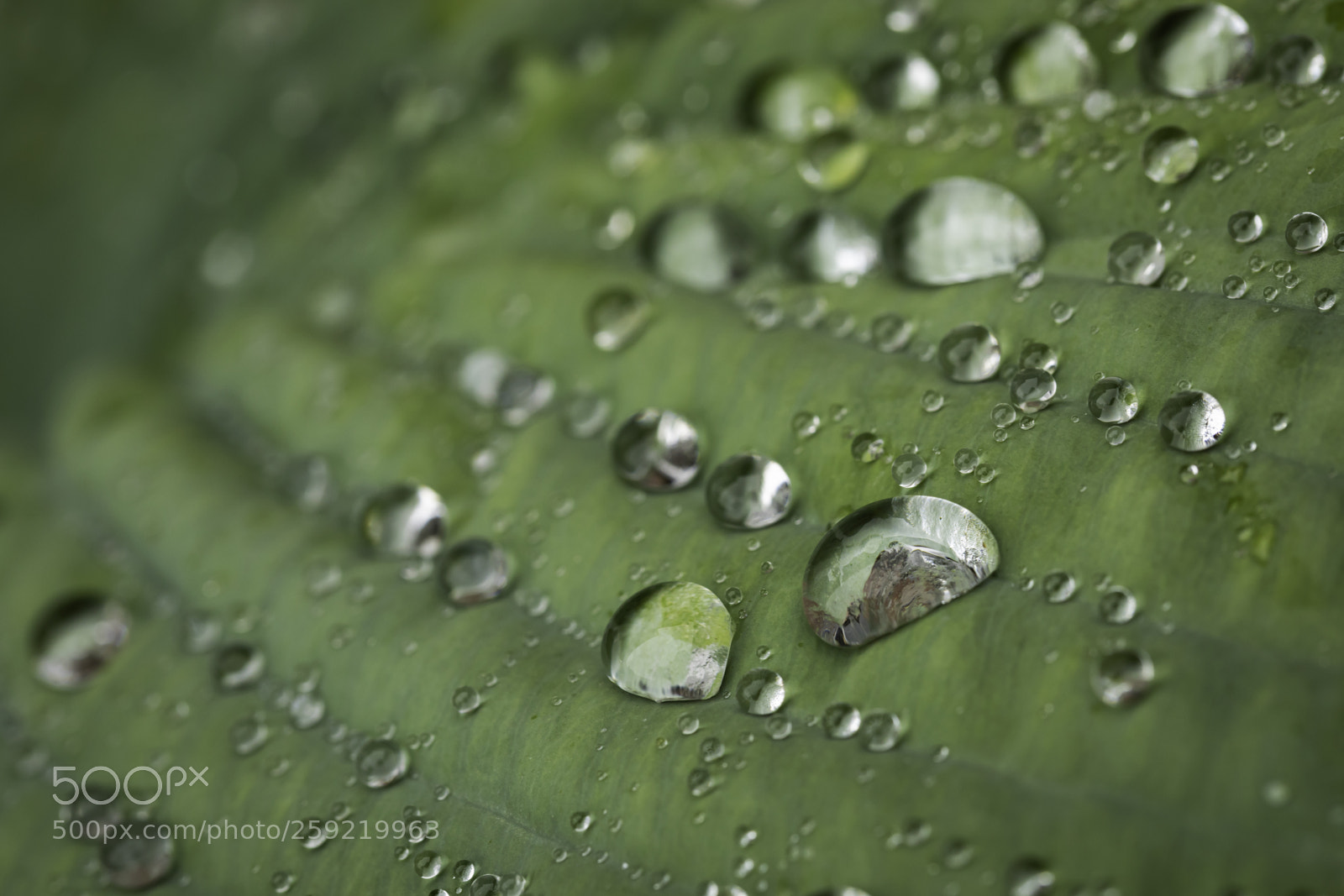 Canon EOS 5D Mark IV sample photo. Droplets photography
