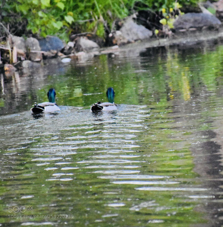 Nikon D3400 sample photo. Untitled photography