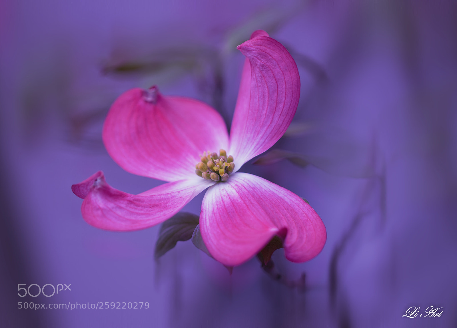 Canon EOS 7D Mark II sample photo. Dogwood photography