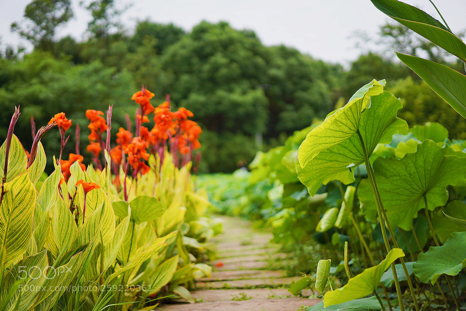 Sony a7R III sample photo. Untitled photography