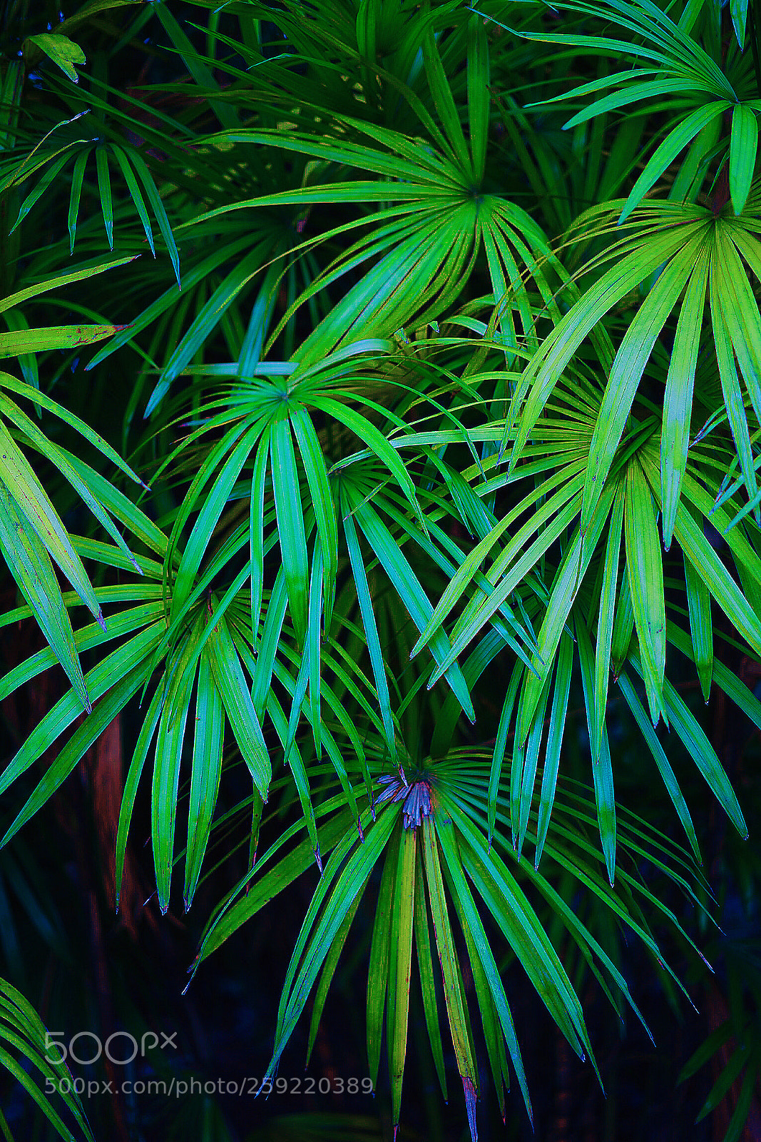 Sony a7R III sample photo. Untitled photography
