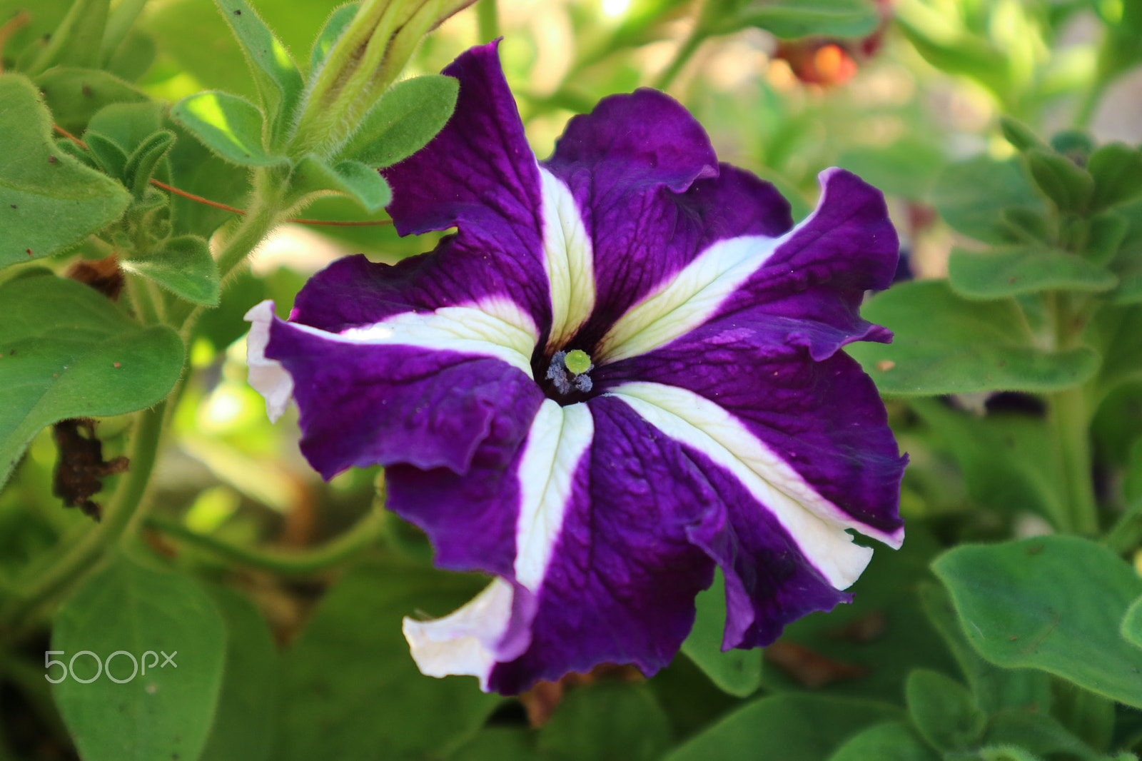 Canon EOS M3 sample photo. Purple & pink photography