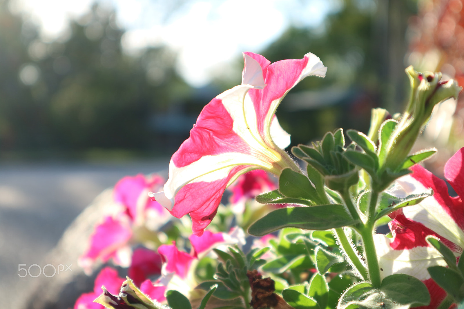 Canon EOS M3 sample photo. Purple & pink photography