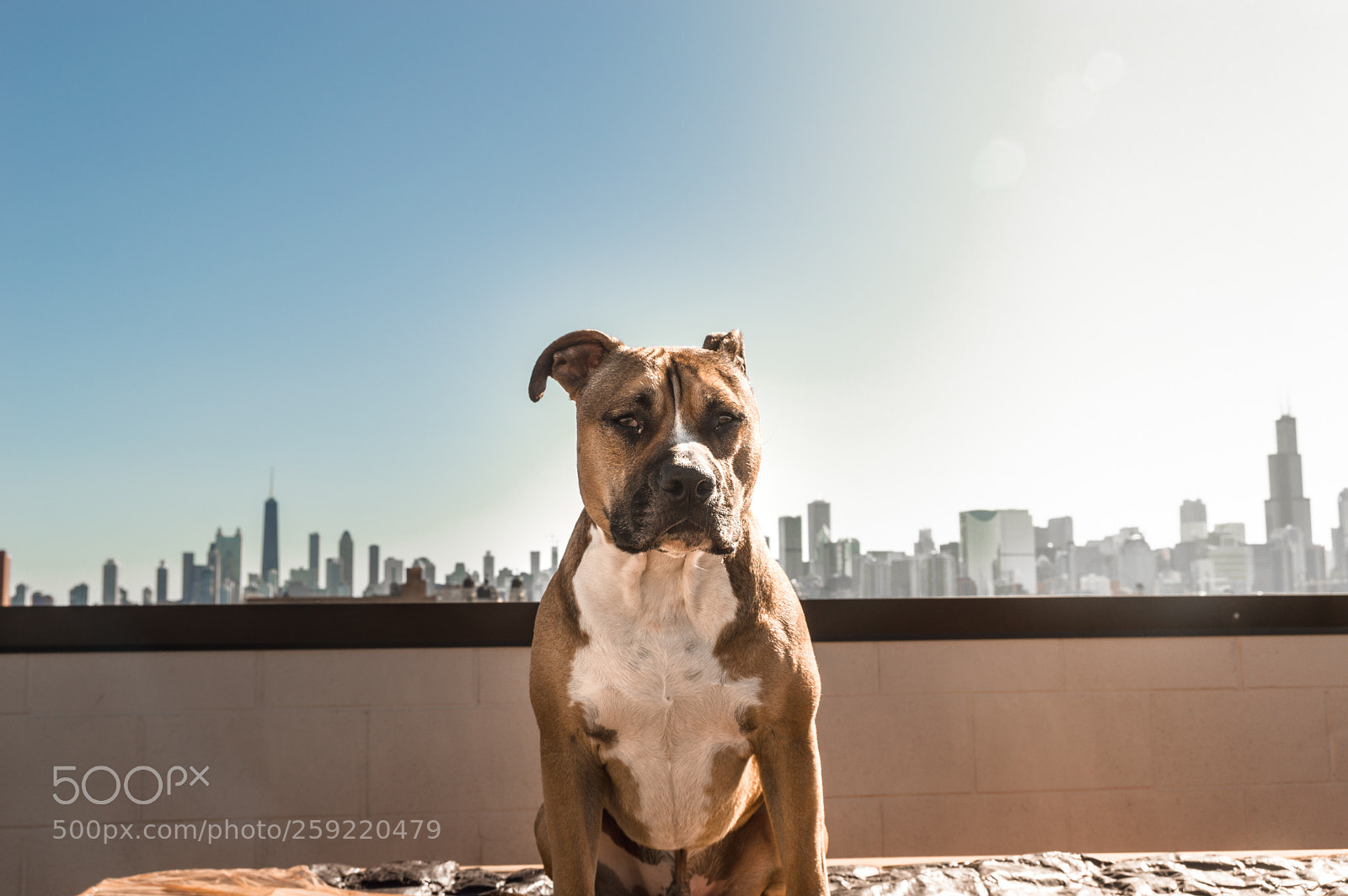 Nikon D3200 sample photo. King of the city photography