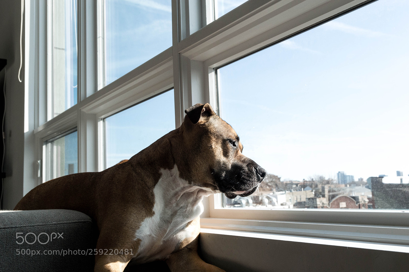 Nikon D3200 sample photo. Watching over the neighborhood photography