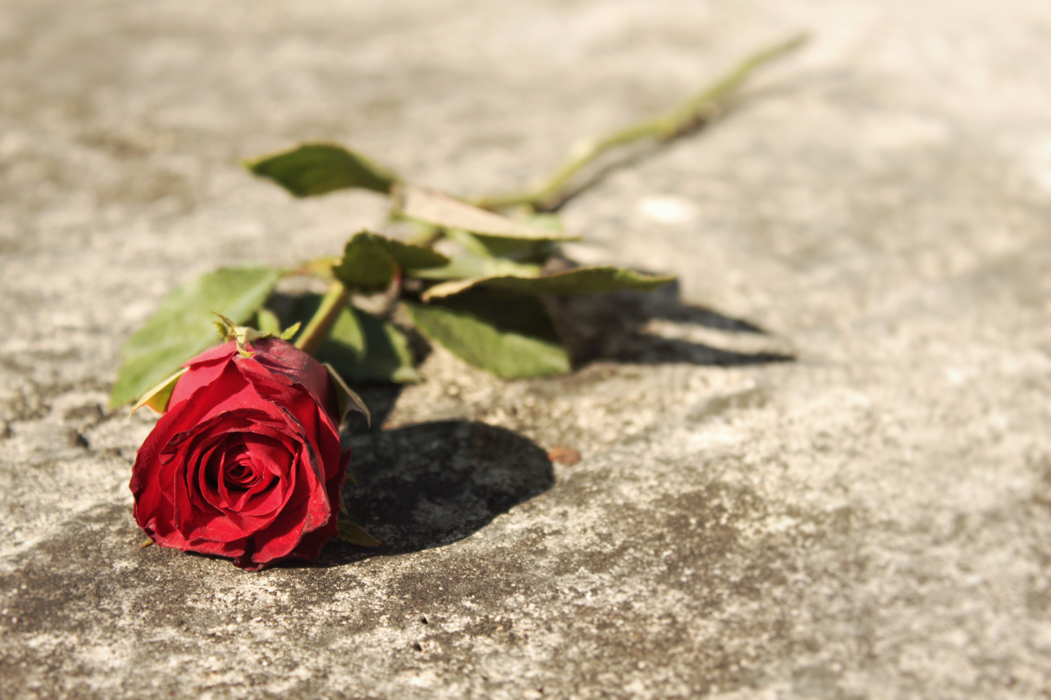 Canon EOS 500D (EOS Rebel T1i / EOS Kiss X3) sample photo. Lonely rose photography