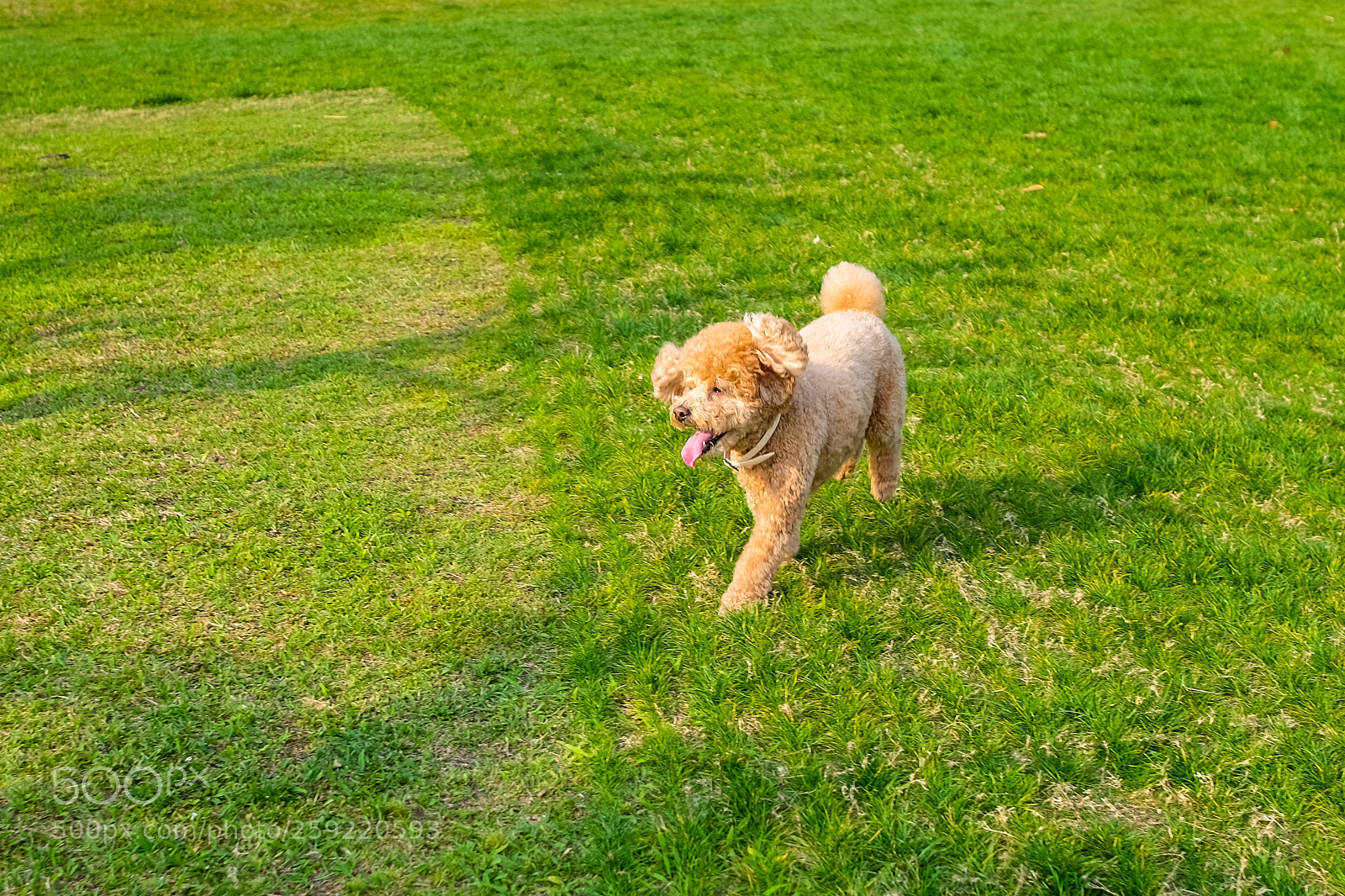 Fujifilm X-T1 sample photo. Cute puppy running in photography