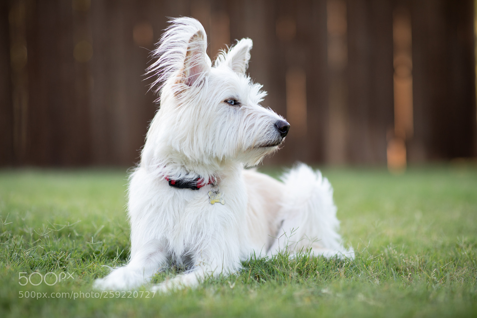 Canon EOS 5D Mark IV sample photo. Sirius photography