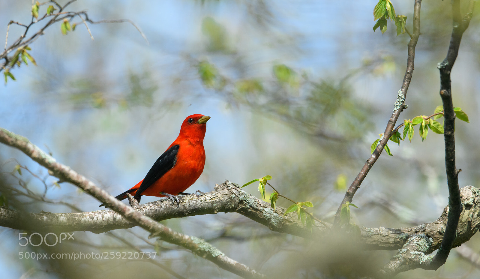 Nikon D850 sample photo. Scarlet tanager in the photography
