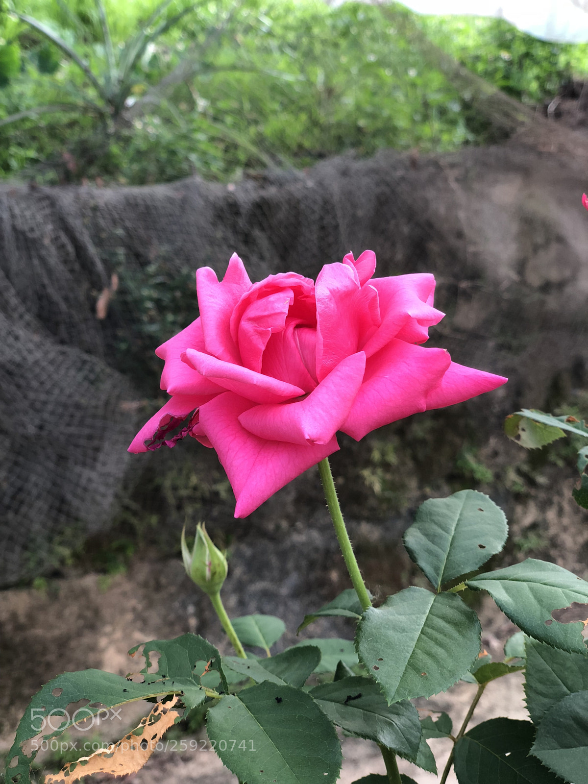 Apple iPhone X sample photo. Rose photography
