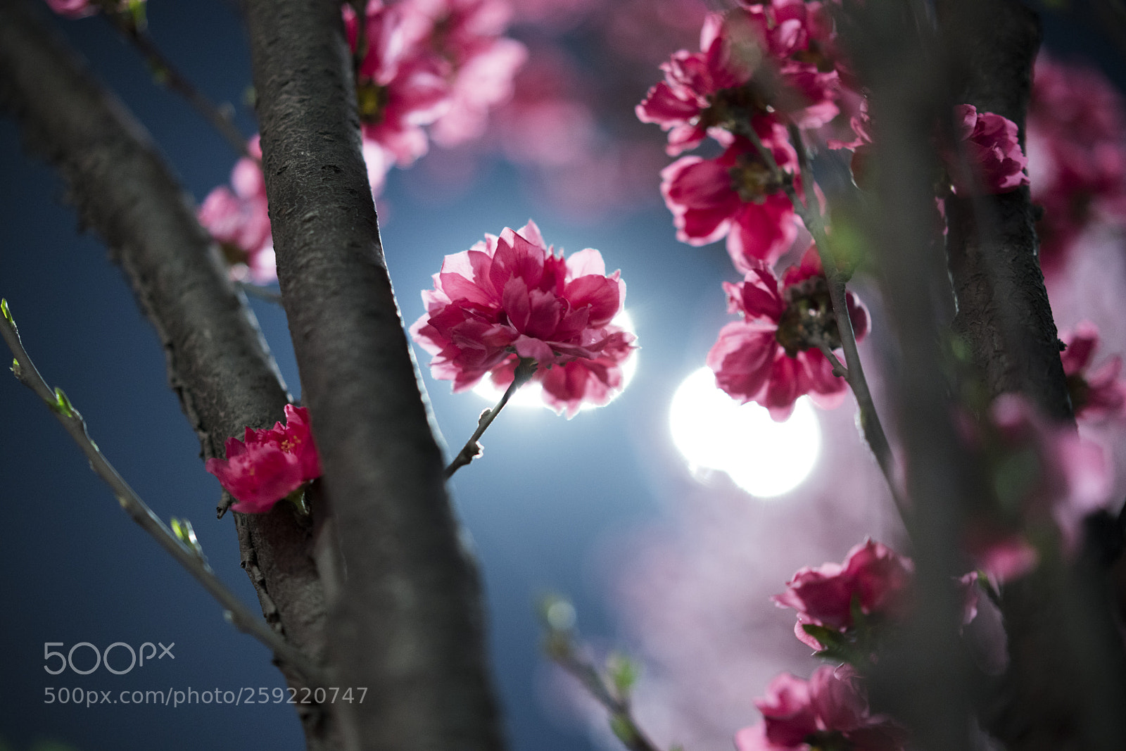 Sony a7R II sample photo. Flowers photography
