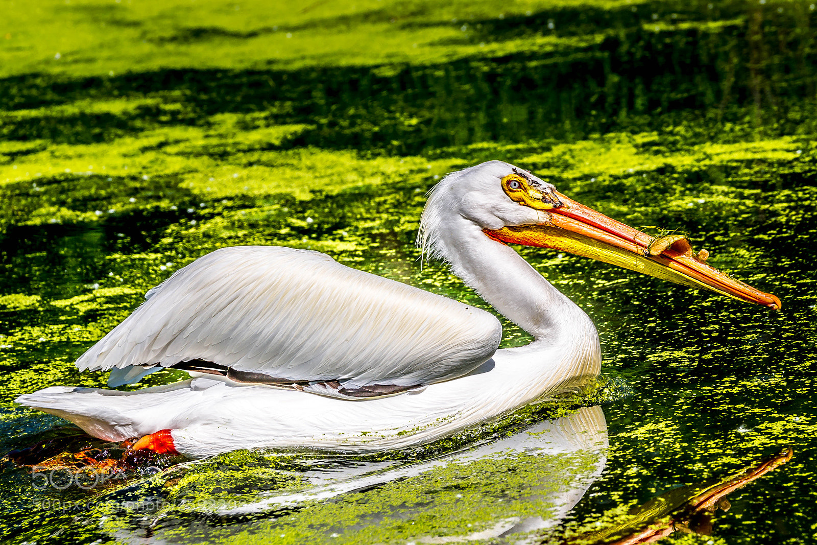 Sony Alpha DSLR-A850 sample photo. Swamp swimming photography