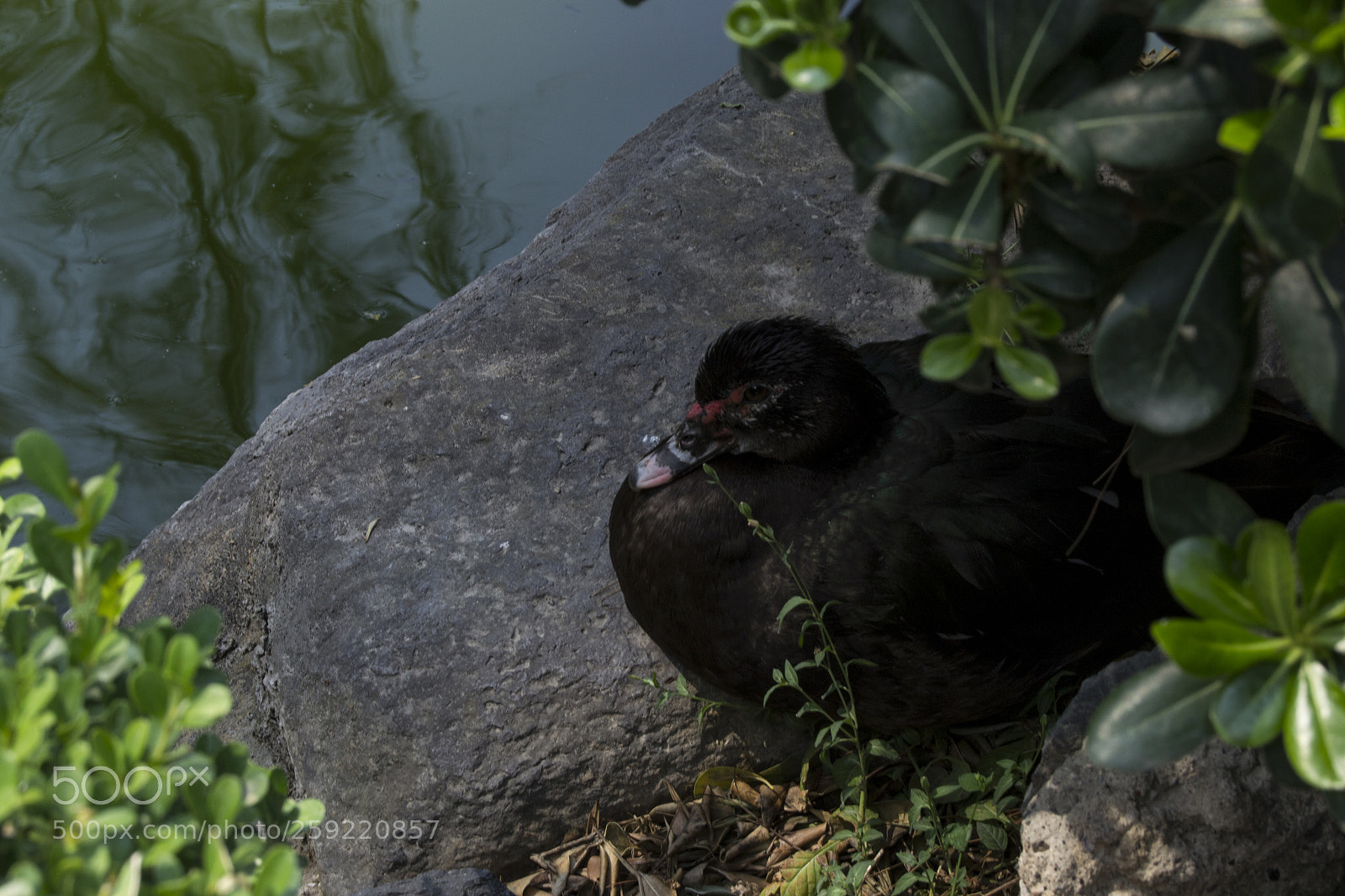 Nikon D3100 sample photo. Black photography